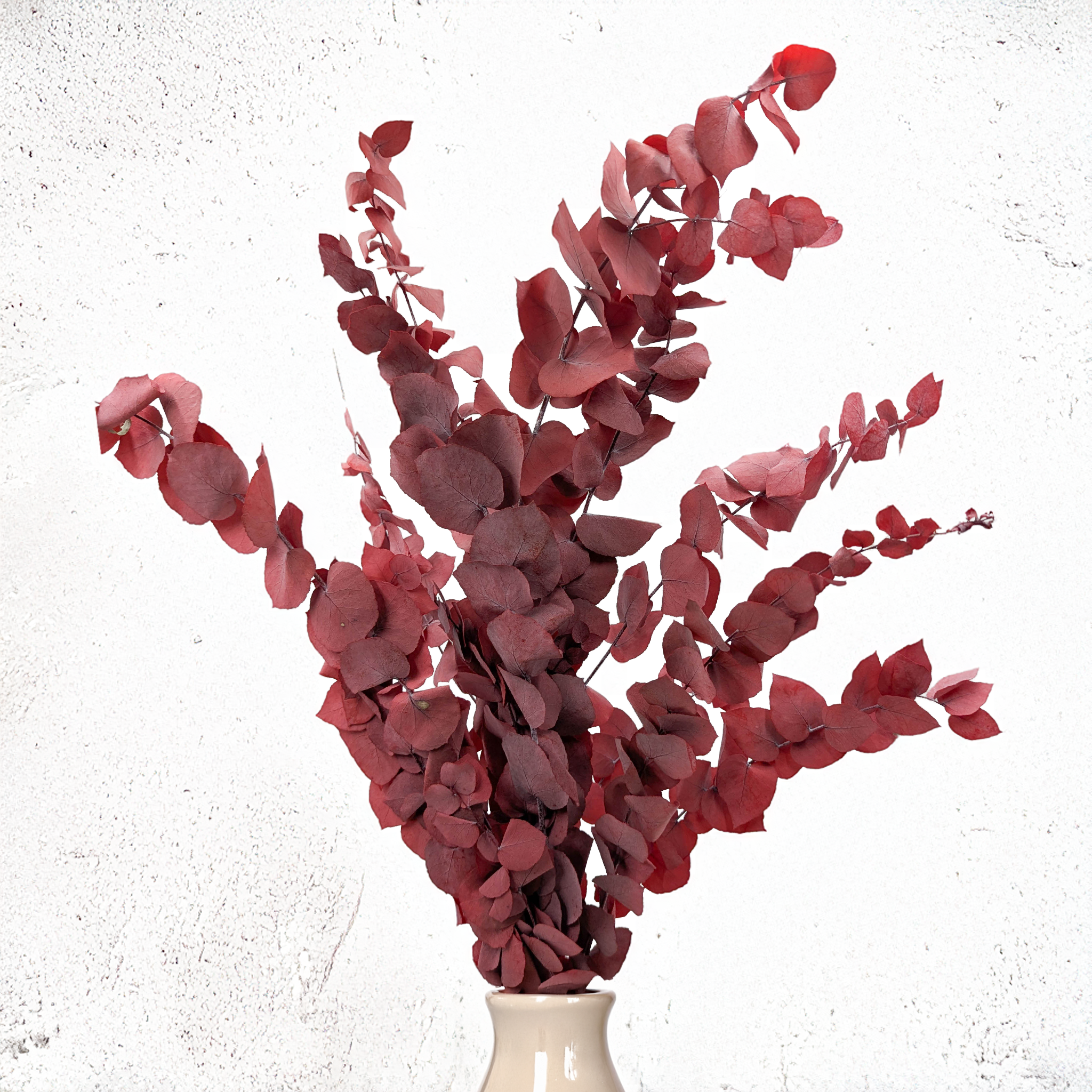 Eukalyptus Stuartiana rot