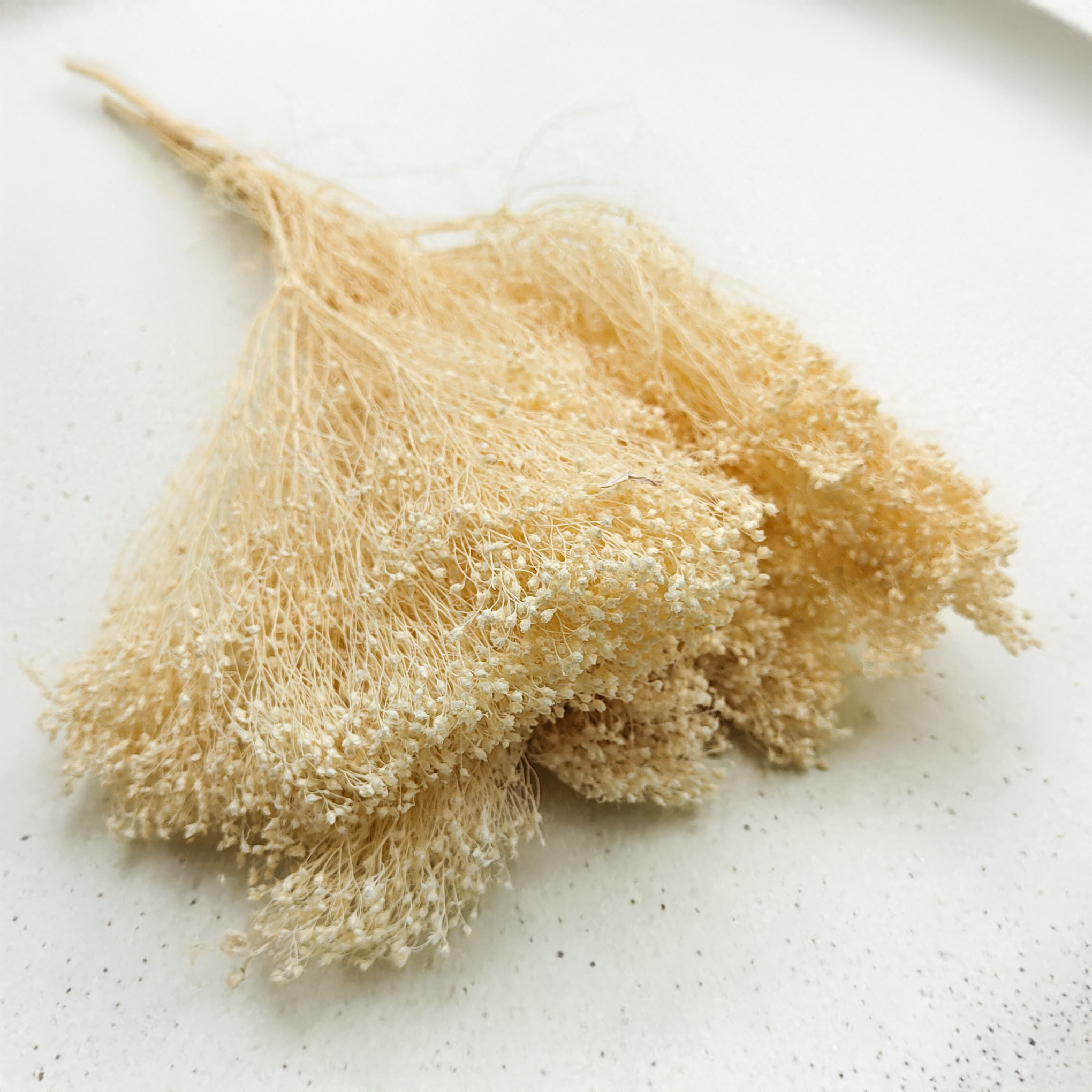 Gebleichter Broom Bloom