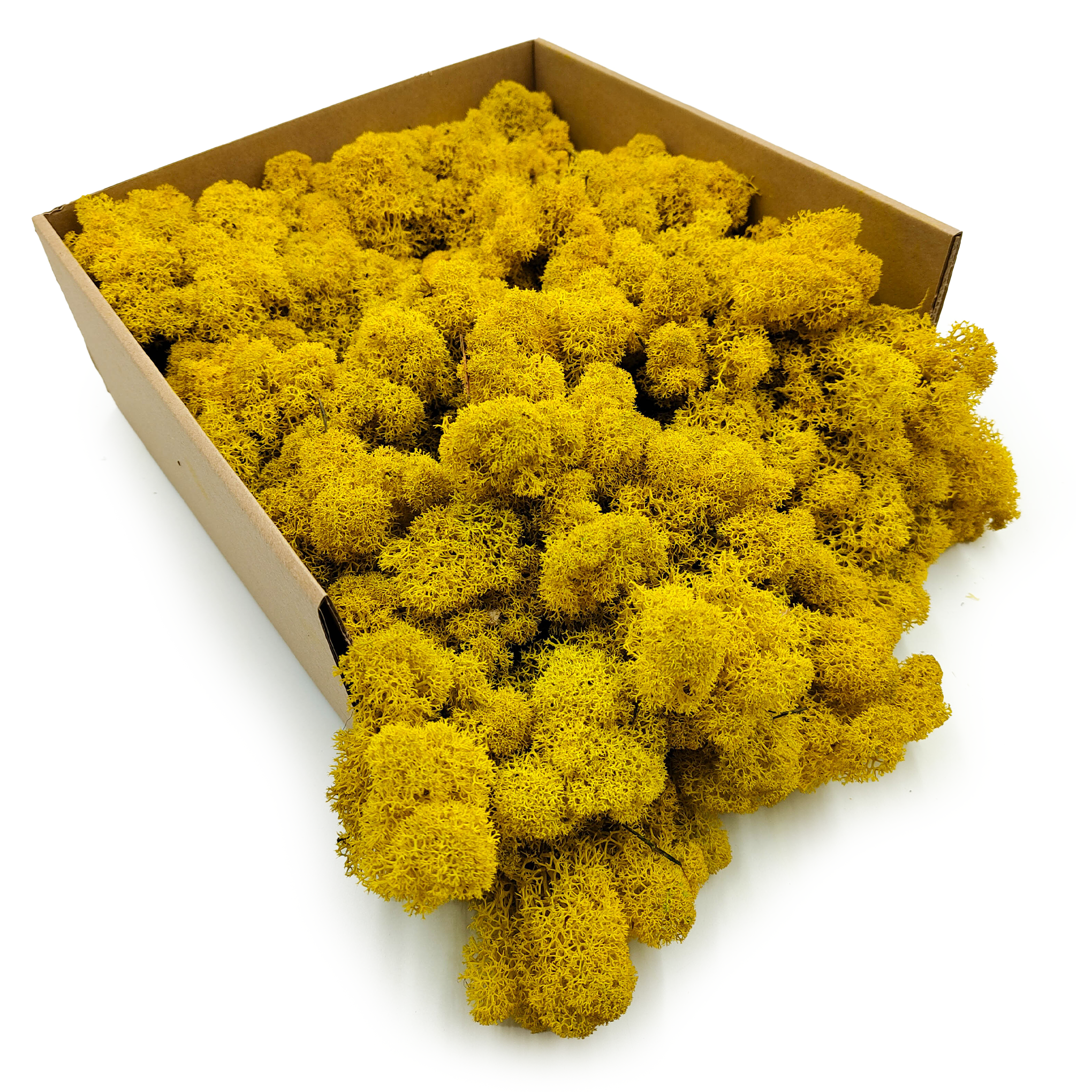 Rentiermoos – Finnisch – Gereinigt – Gelb – 50g NET