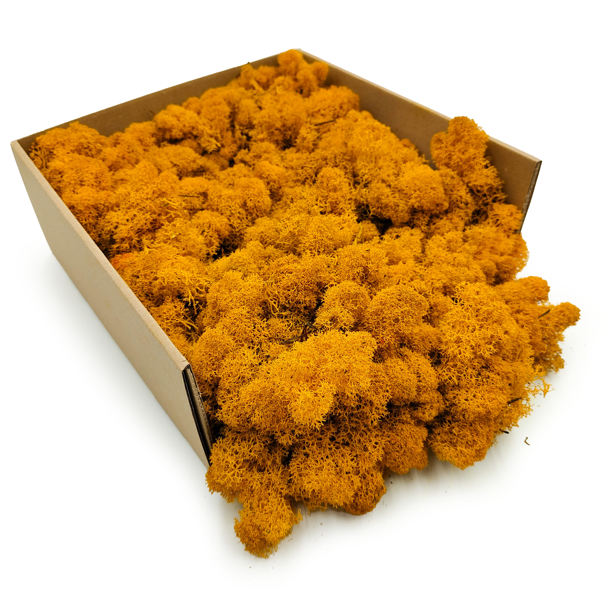 Rentiermoos – Finnisch – Gereinigt – Dunkelgelb – 50g NET