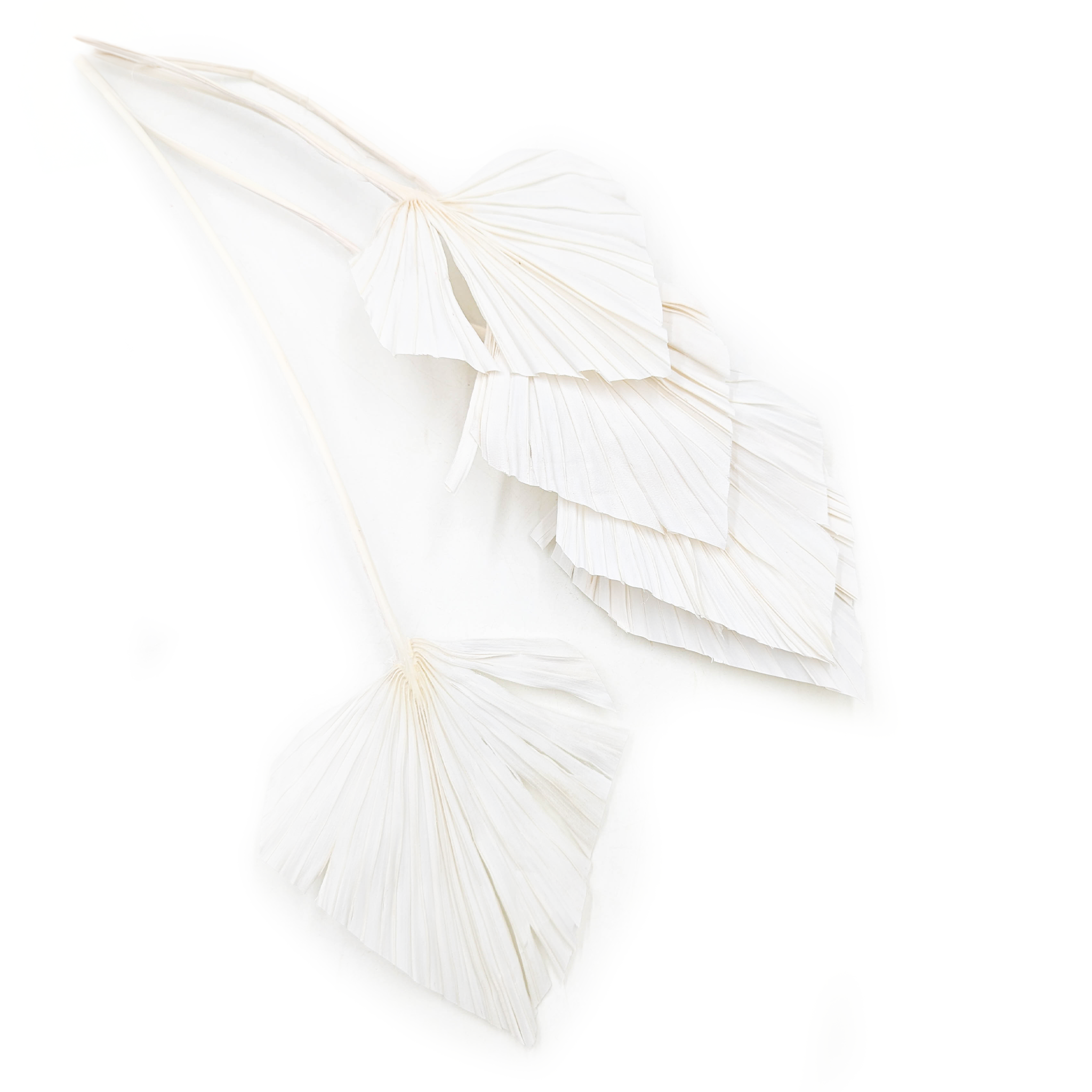 Palmenspeer Getrocknete - (Palm Spear) - Gebleicht