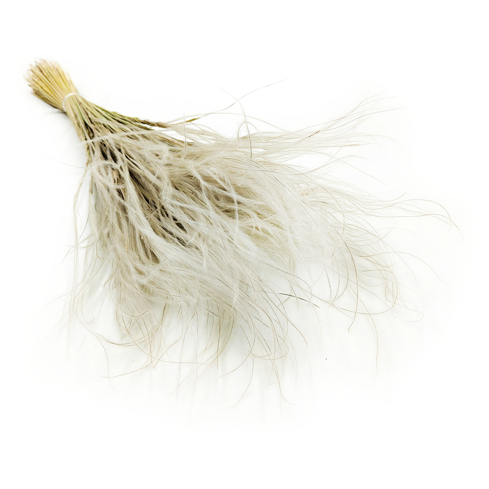 Federgras Getrocknete – (Stipa pennata) – Natur
