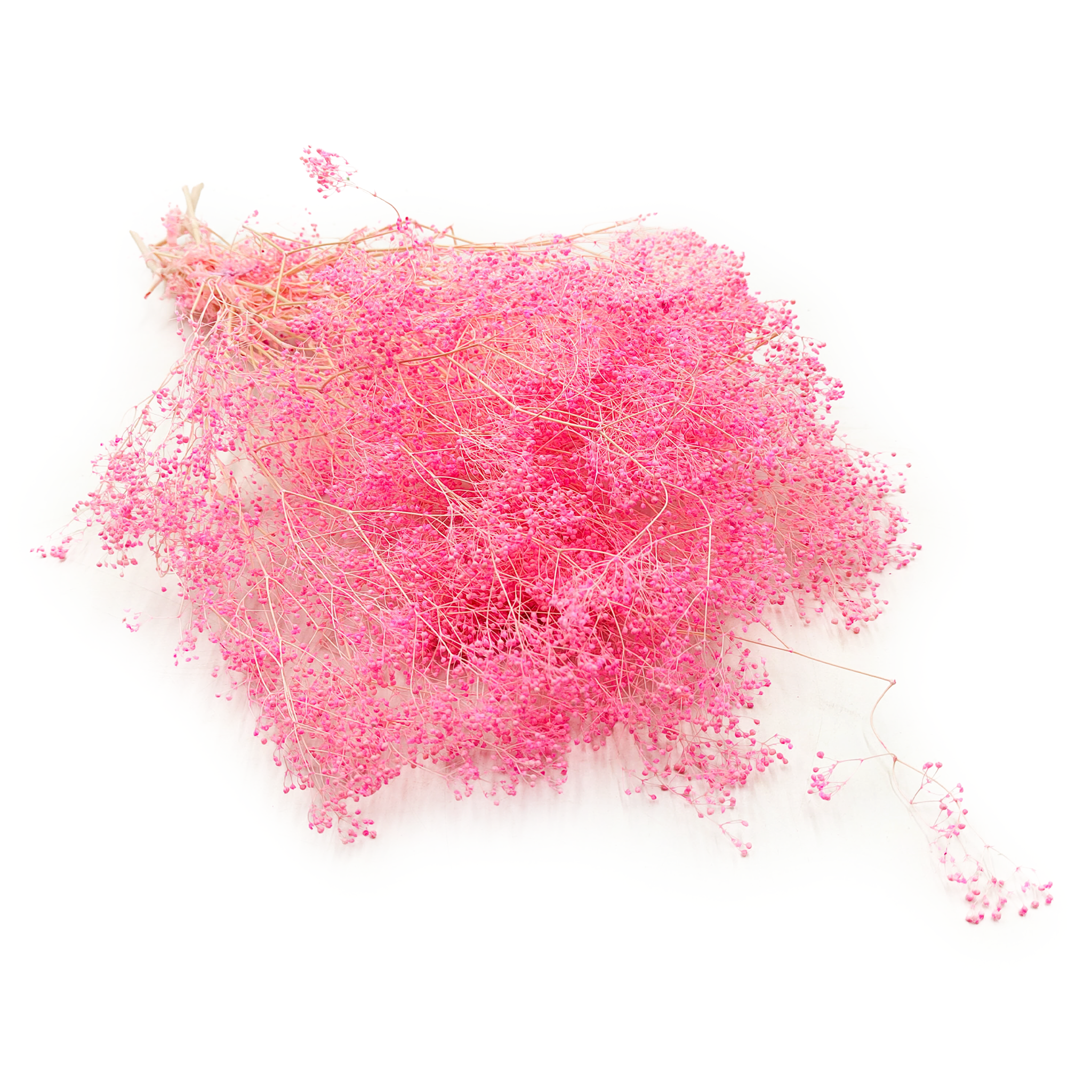 Kleines Shleierkraut Stabilisiertes - (Gypsophila) - Rosa