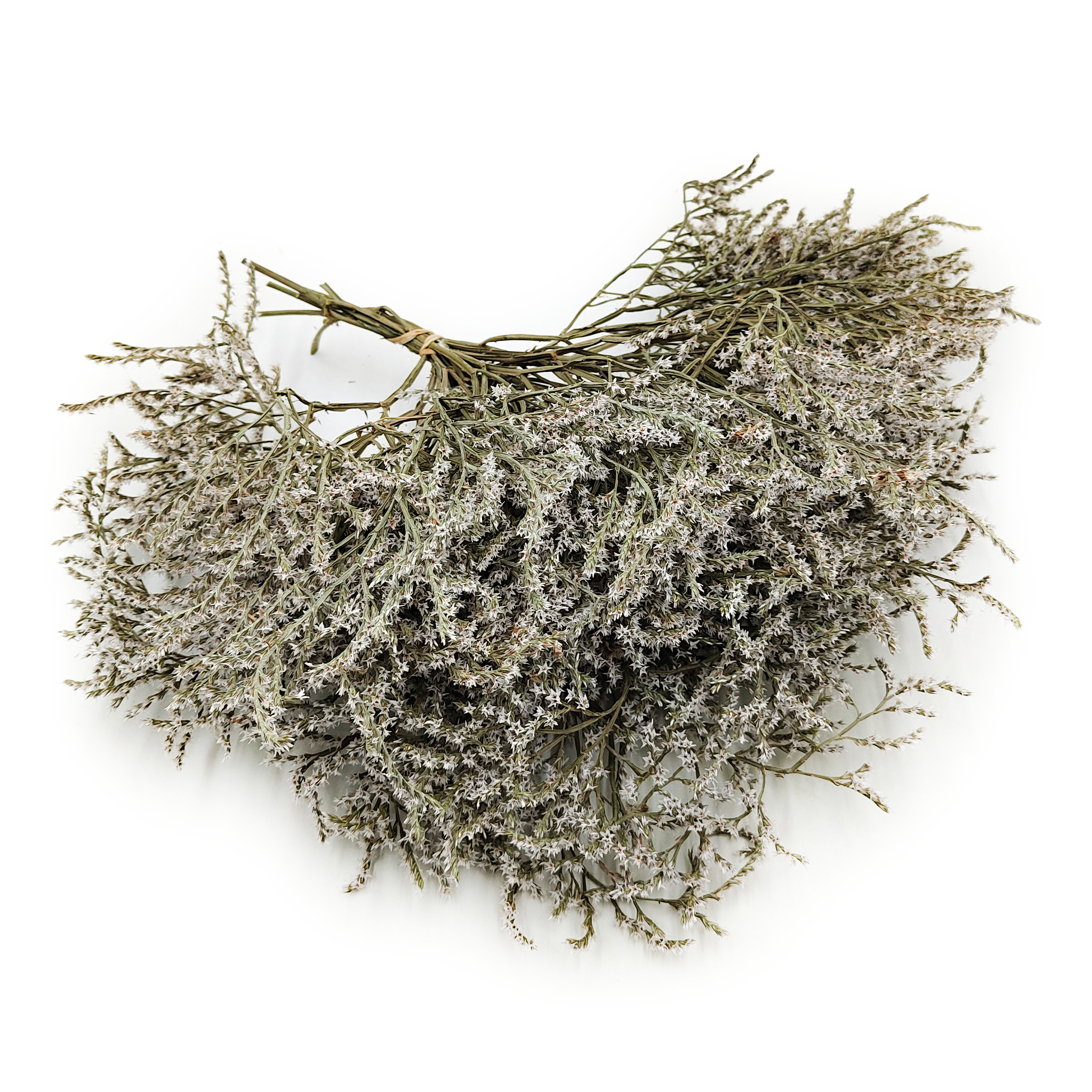 Getrockneter Tatarischer – Limonium Tataricum – Weiß
