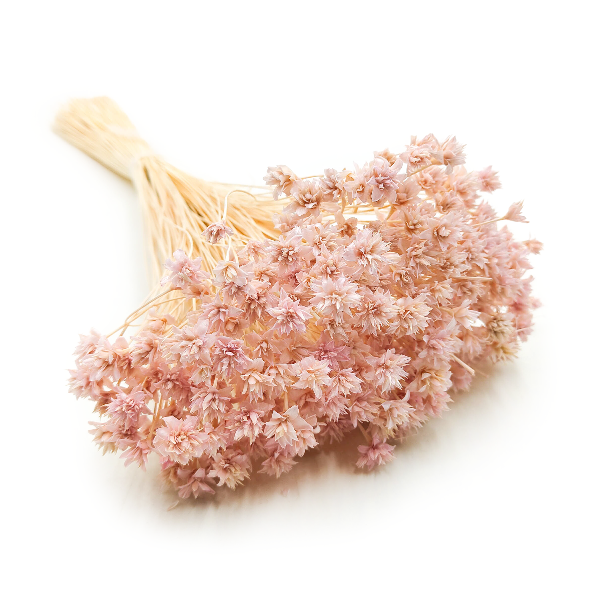 Hill Blume - Lila