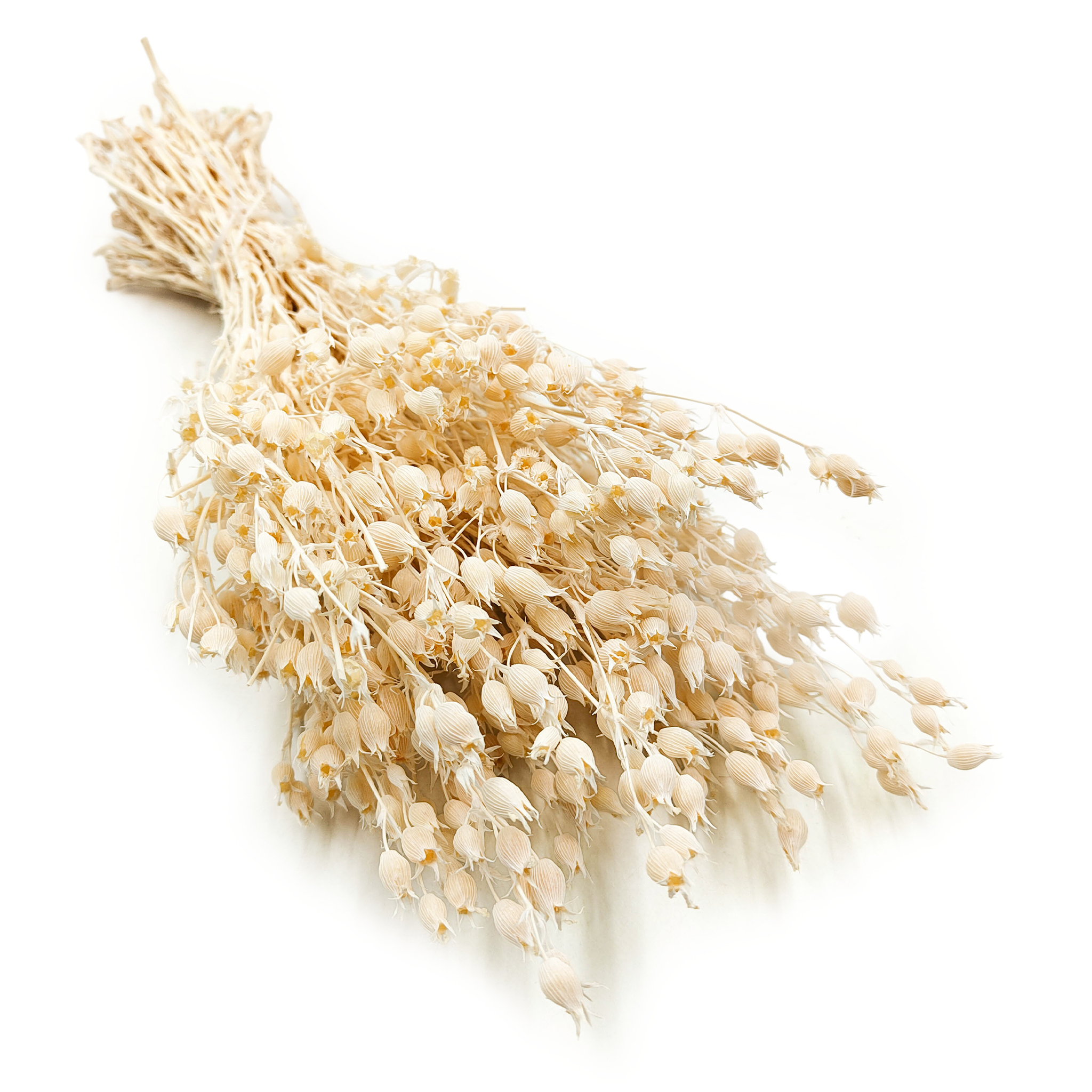 Aufgeblasenes Leimkraut - (Silene) - Gebleicht