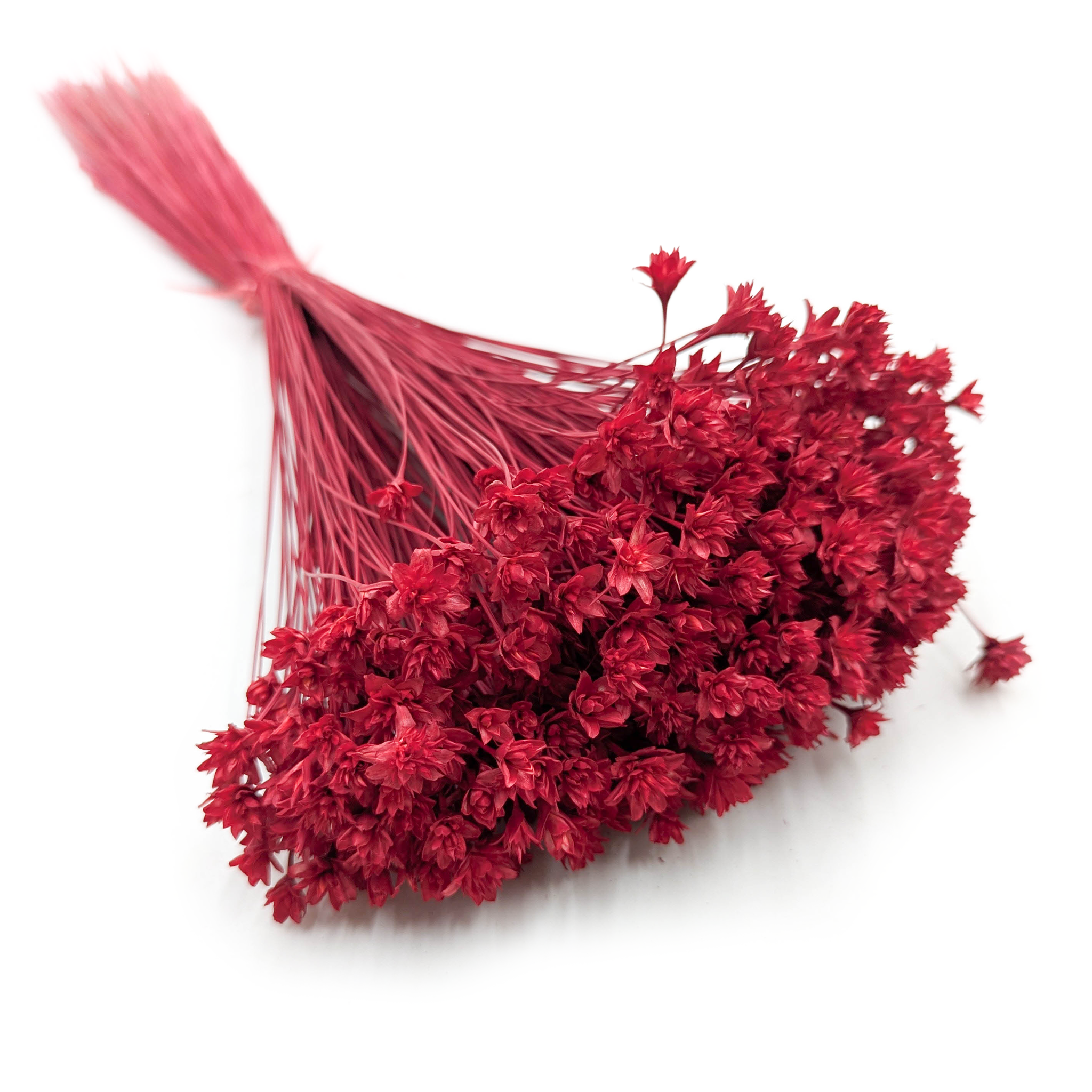 Hill Blume - Rot