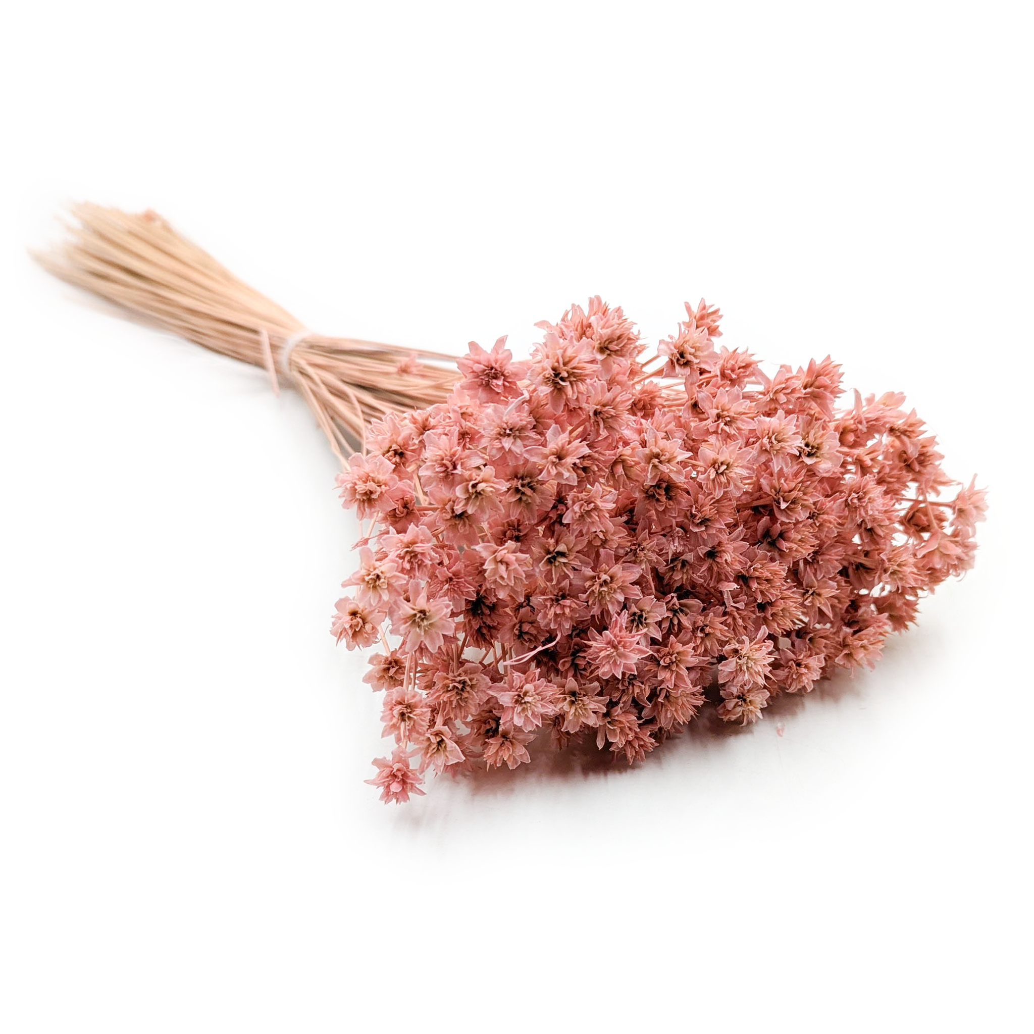 Hill Blume - Rosa