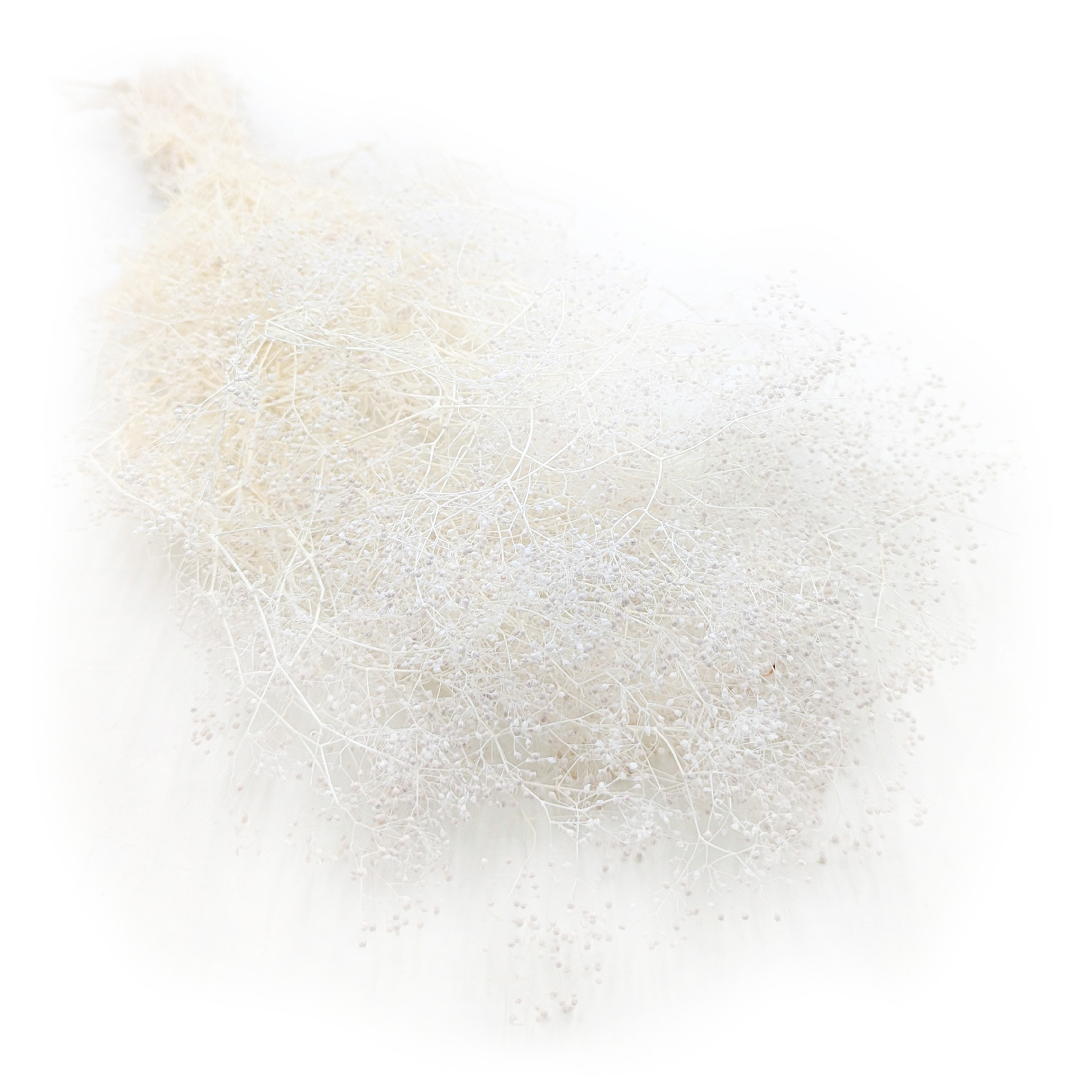 Kleines Shleierkraut Stabilisiertes - (Gypsophila) - Gebleichtes