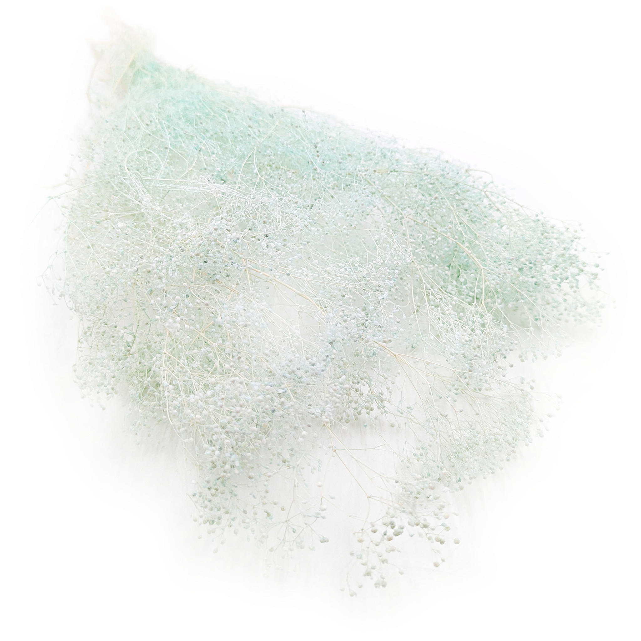 Kleines Shleierkraut Stabilisiertes - (Gypsophila) - Minze
