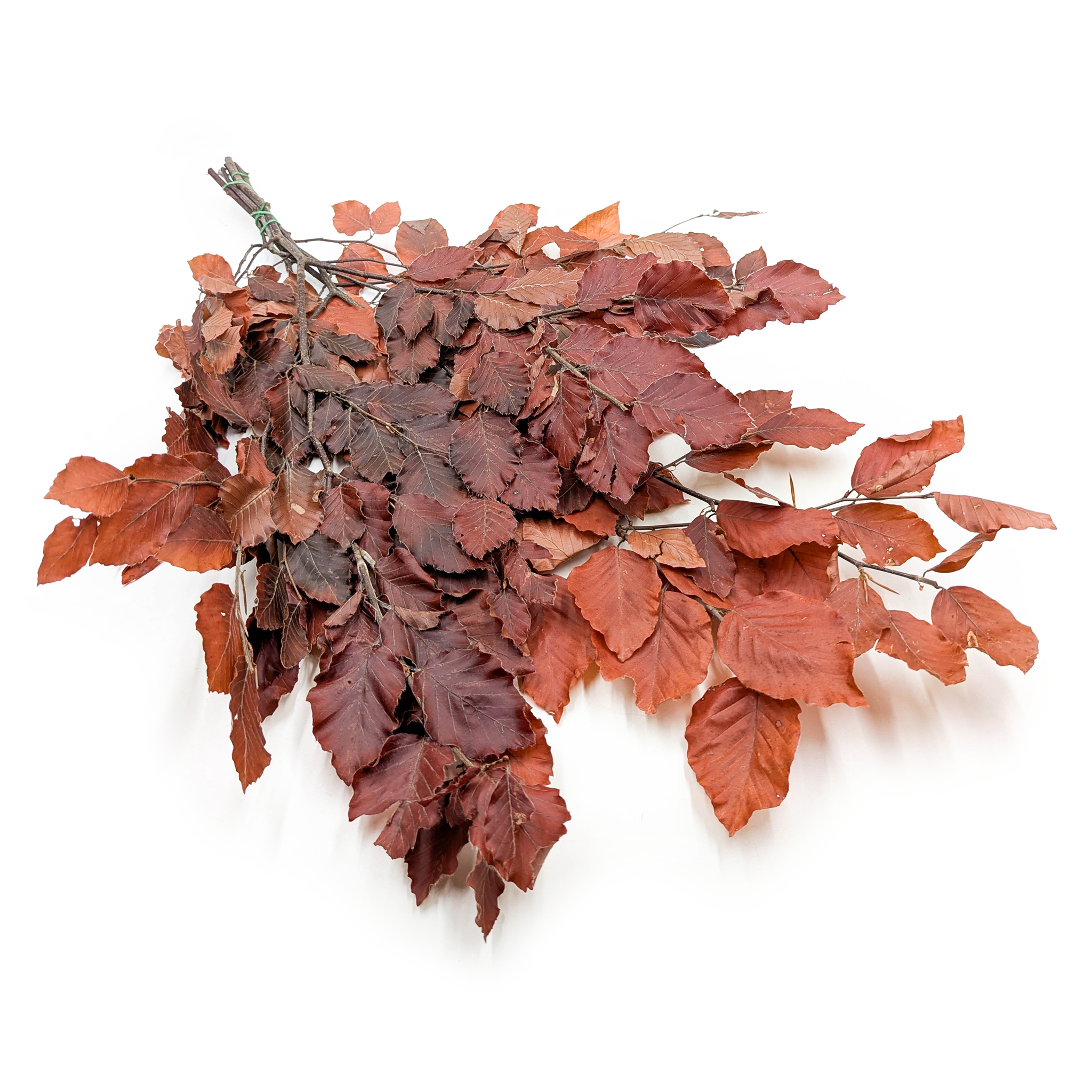 Stabilisierte Buche (Faggio) – Rot – 150g
