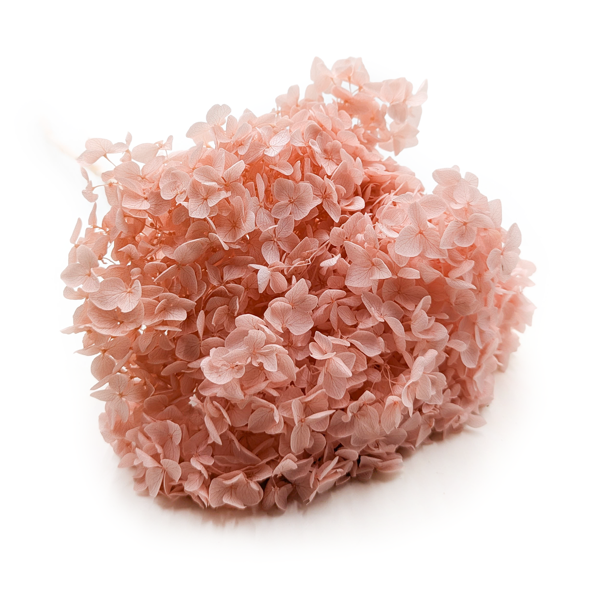 Stabilisierte Hortensie (Hydrangea Cabeza) - Lachsrosa