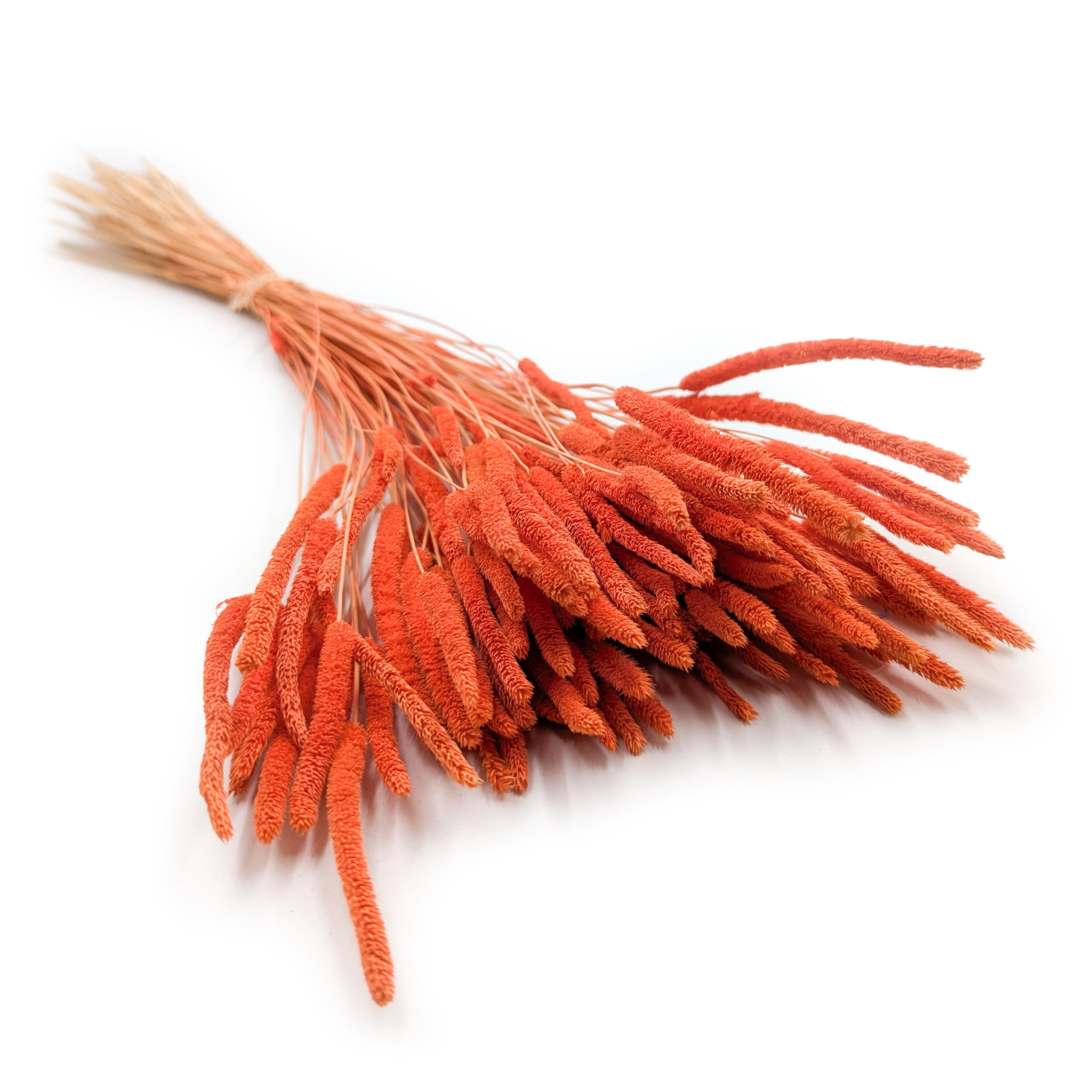 Getrocknetes Timothy-Gras – Orange