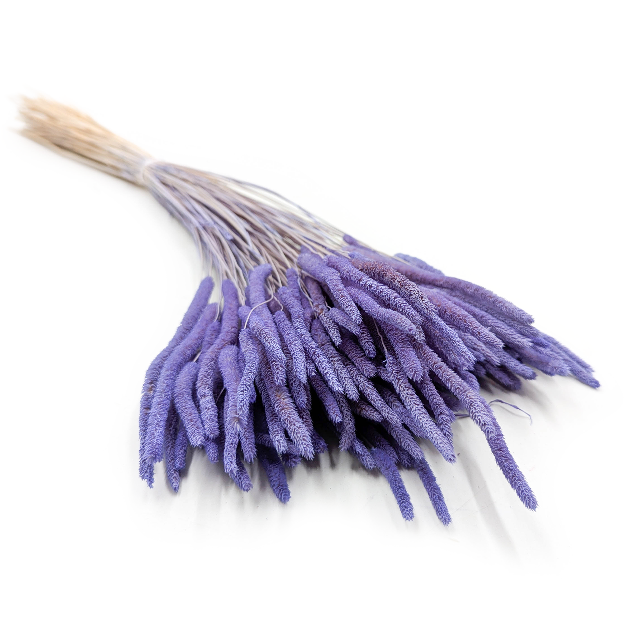 Getrocknetes Timothy-Gras – Lavendel