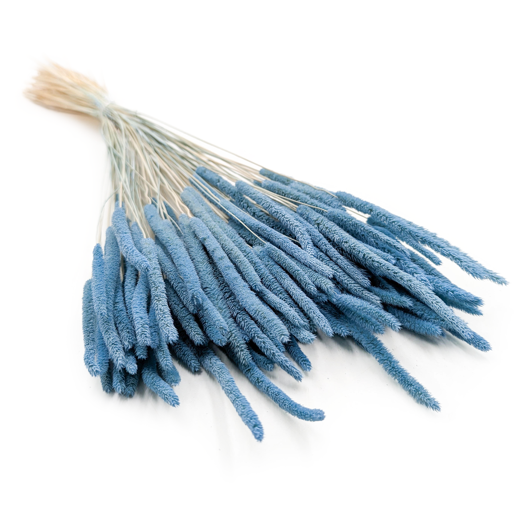 Getrocknetes Timothy-Gras – Himmelblau