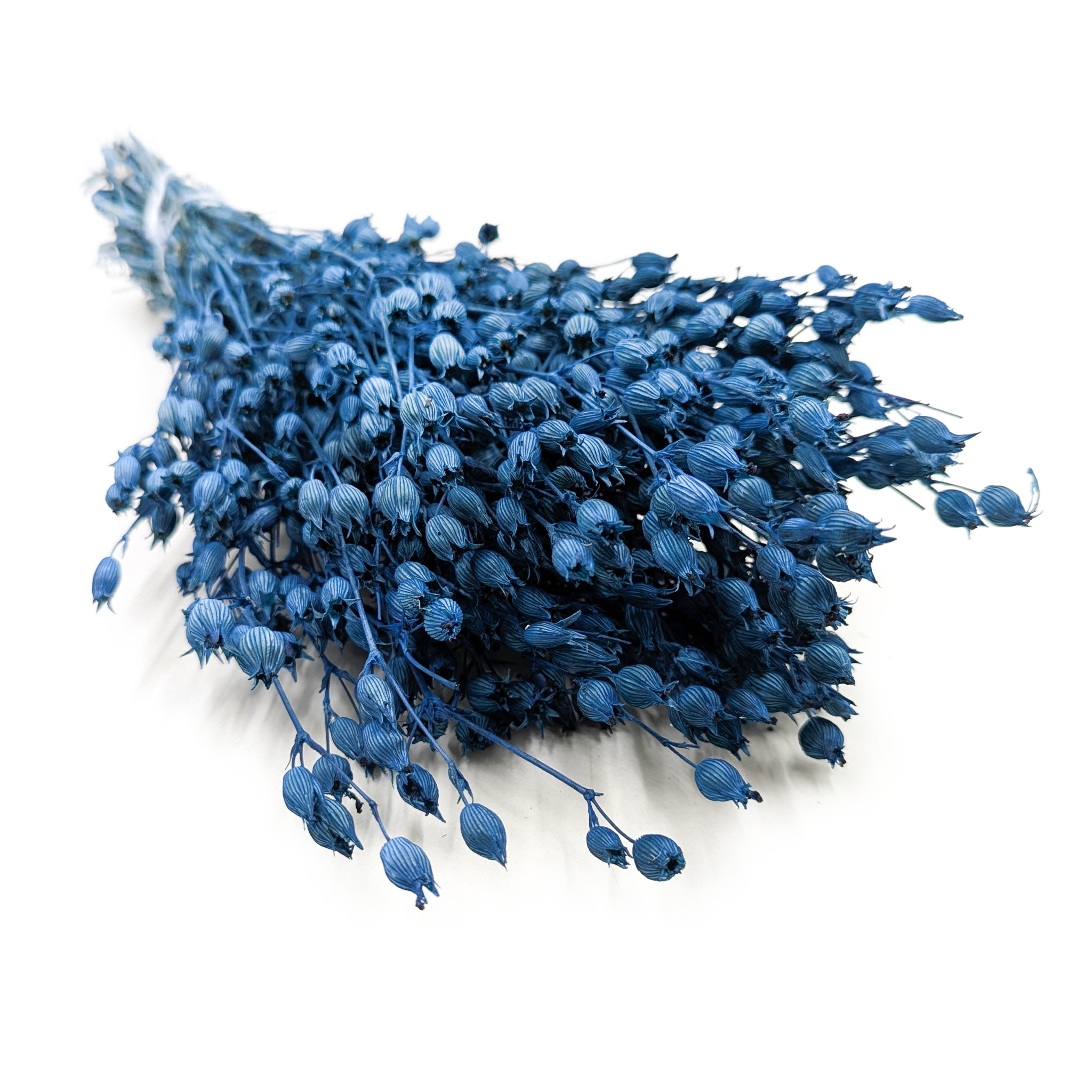 Aufgeblasenes Leimkraut - (Silene) - Blau