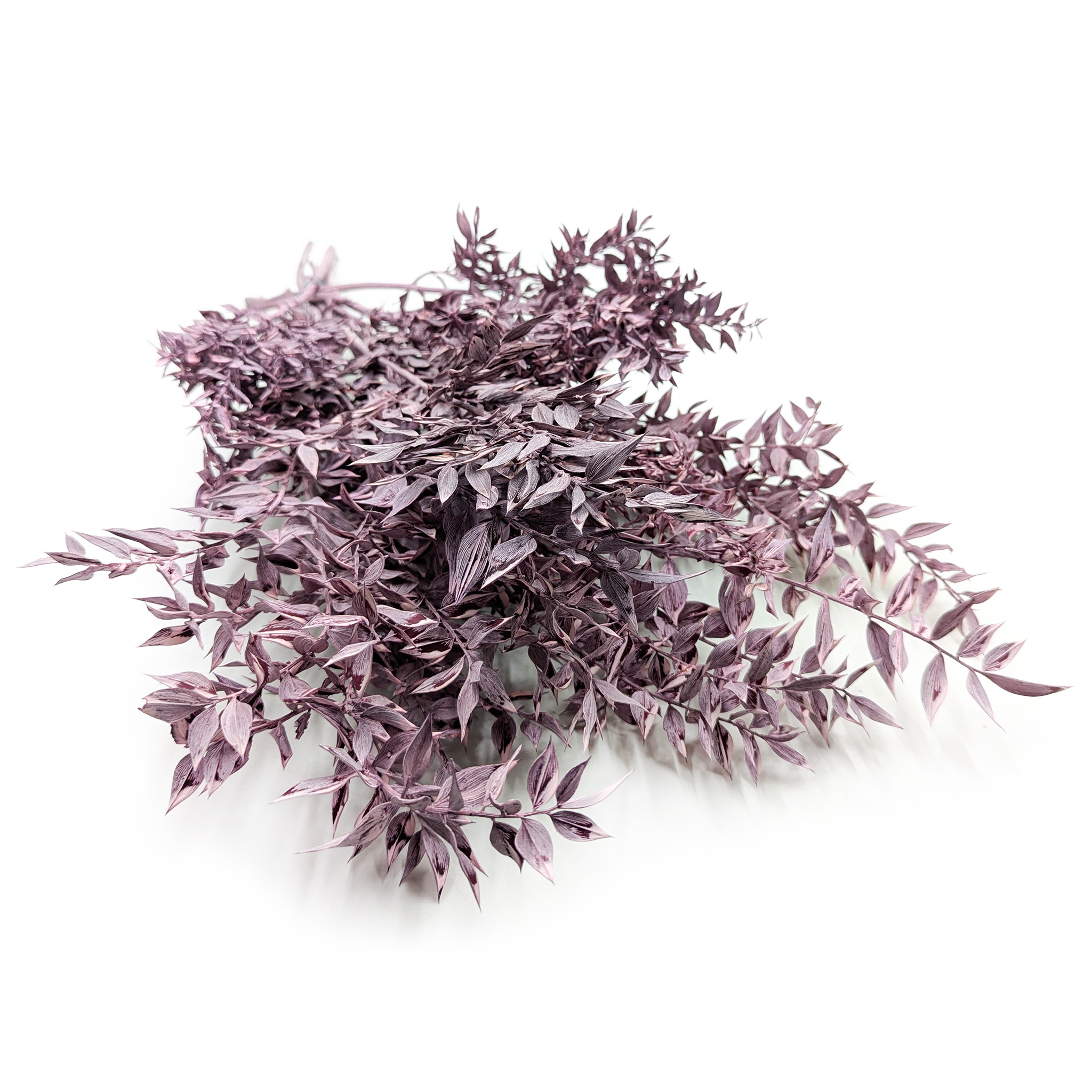Ruscus Stabilisierte - (Ruscus) - Matt Violett