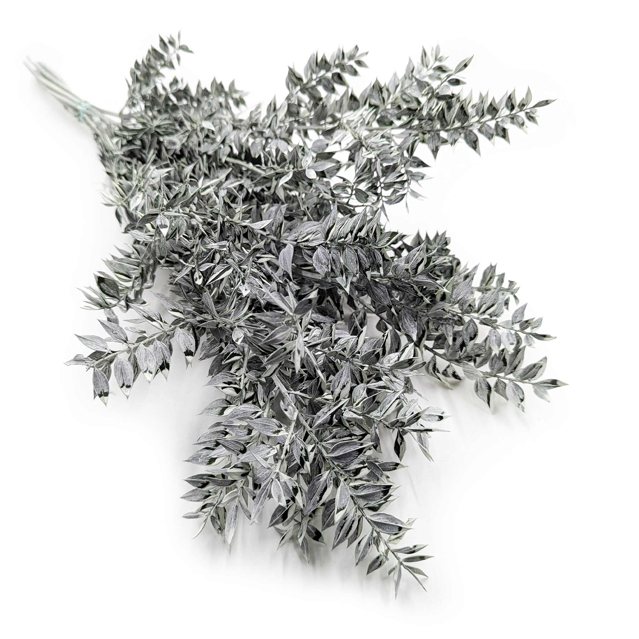 Ruscus Stabilisierte - (Ruscus) - Mattgrün