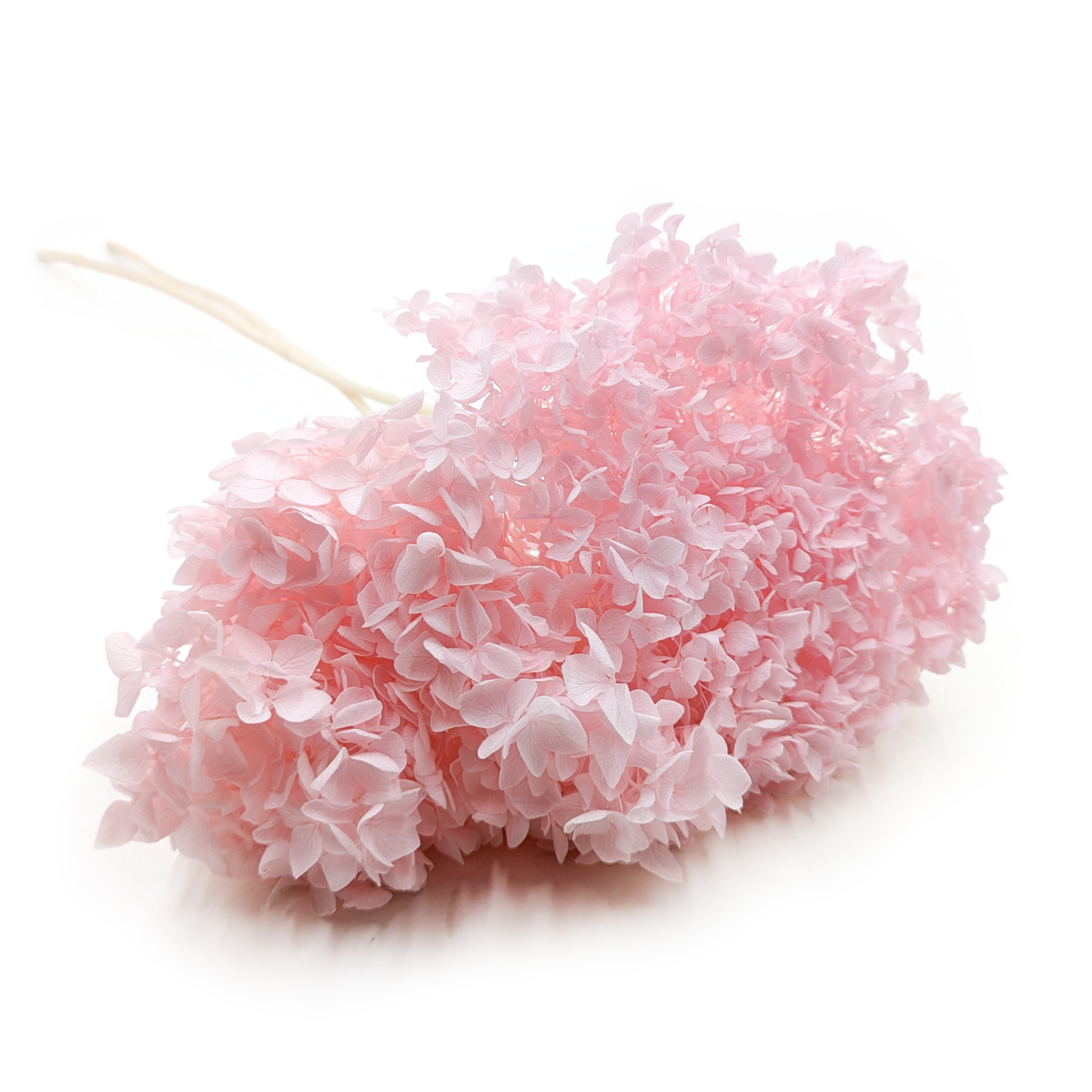Stabilisierte Hortensie (Hydrangea Cabeza) - Rosa
