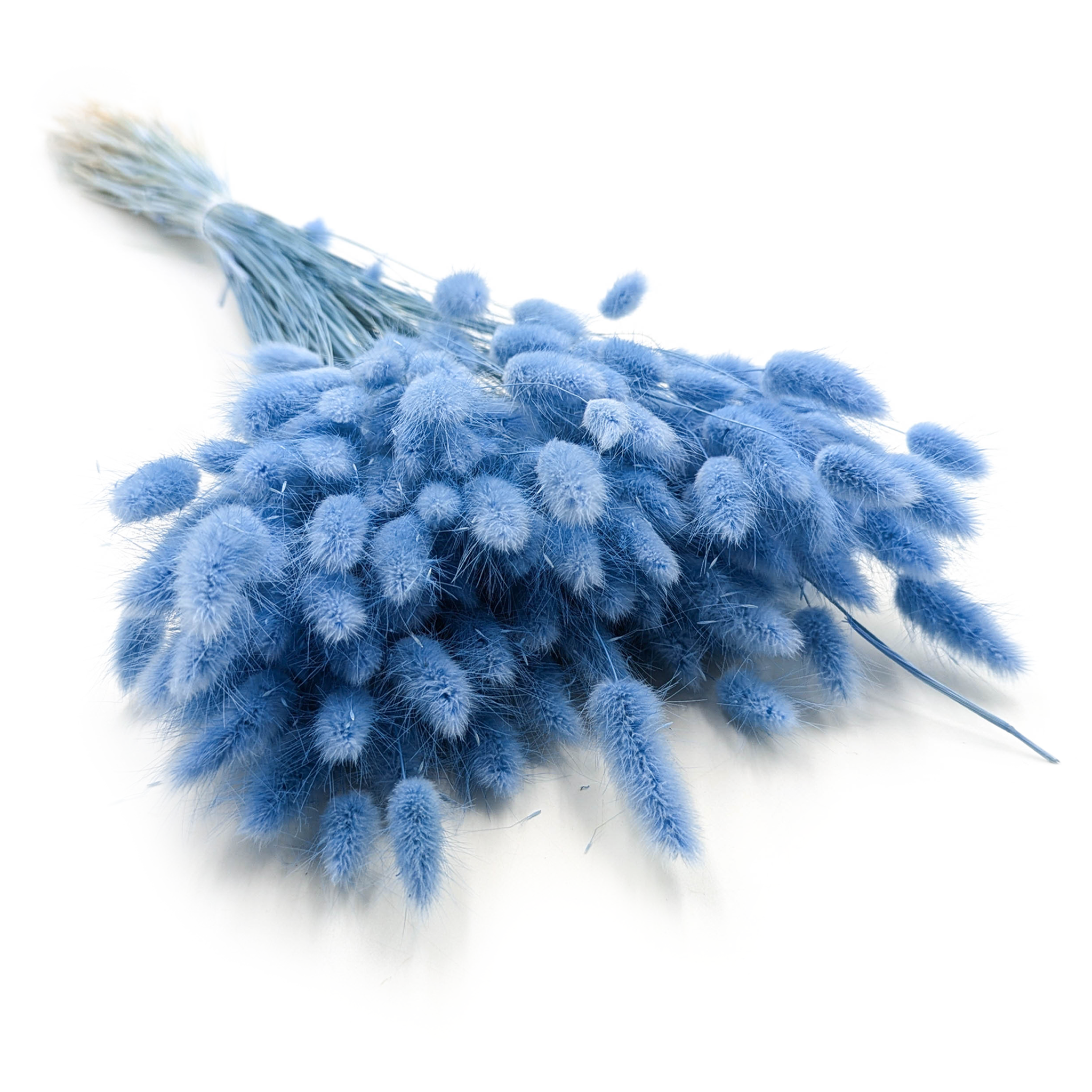 Getrocknete Hasenschwanzgras - (Lagurus) - Azurblau