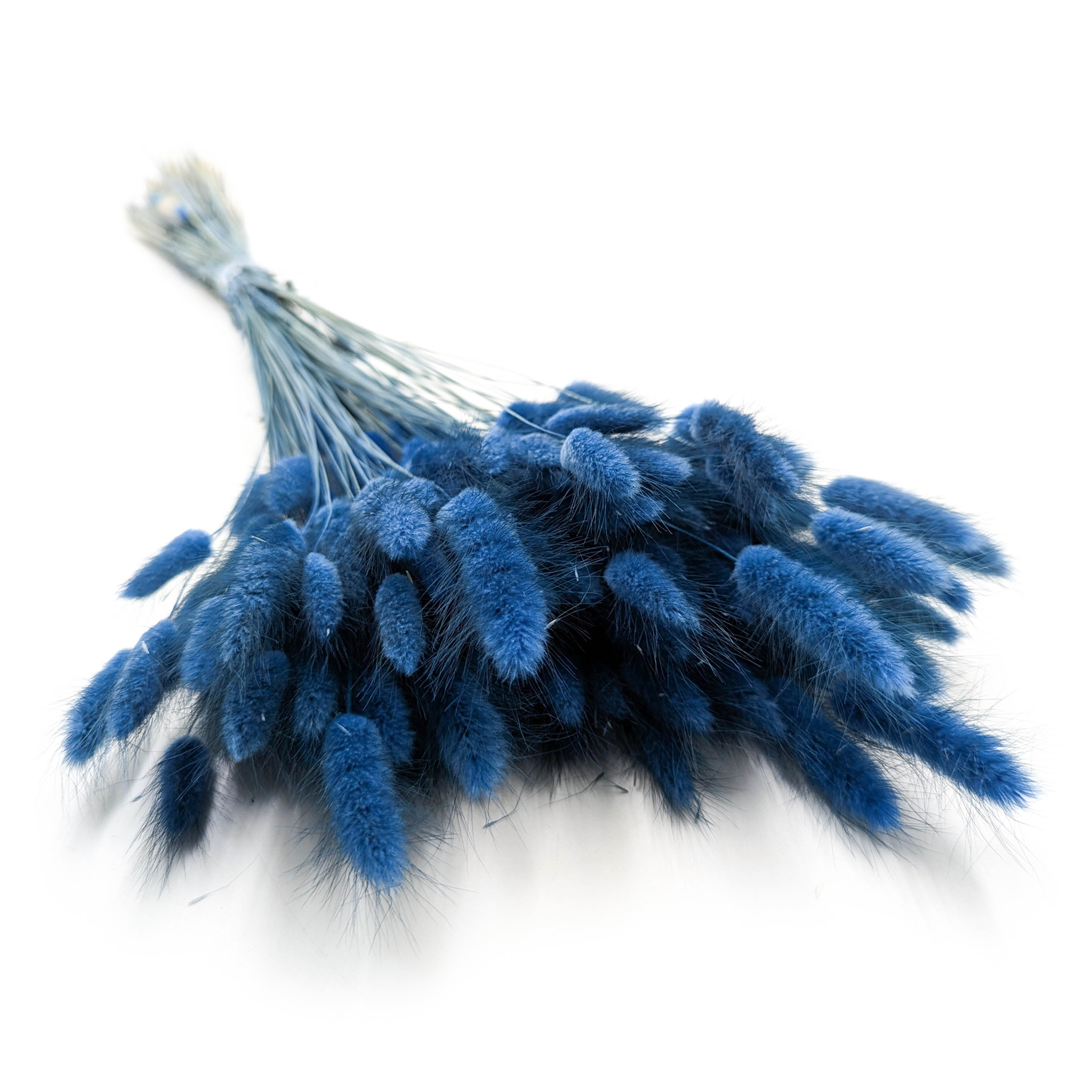 Getrocknete Hasenschwanzgras - (Lagurus) - Blau