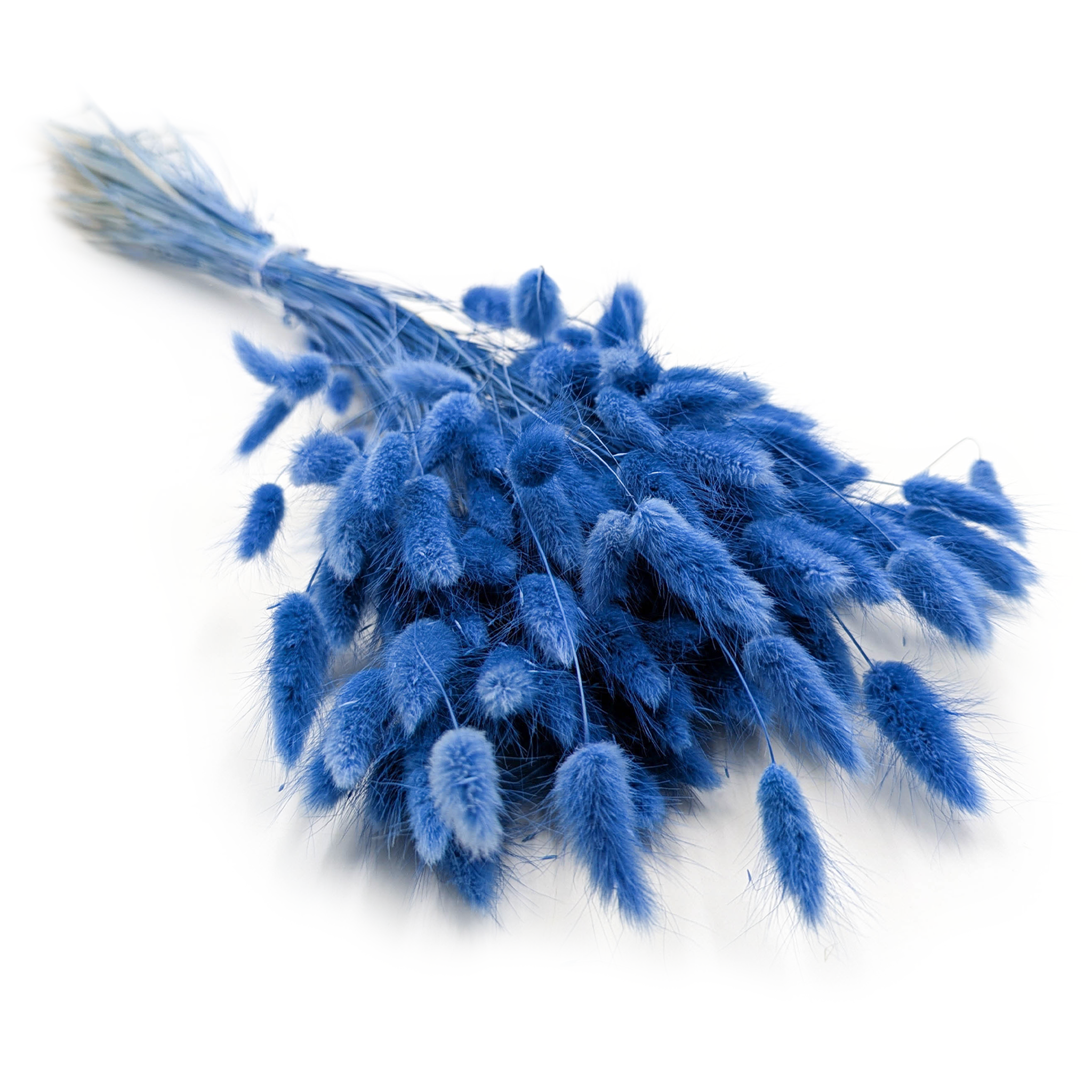 Getrocknete Hasenschwanzgras - (Lagurus) - Meeresblau