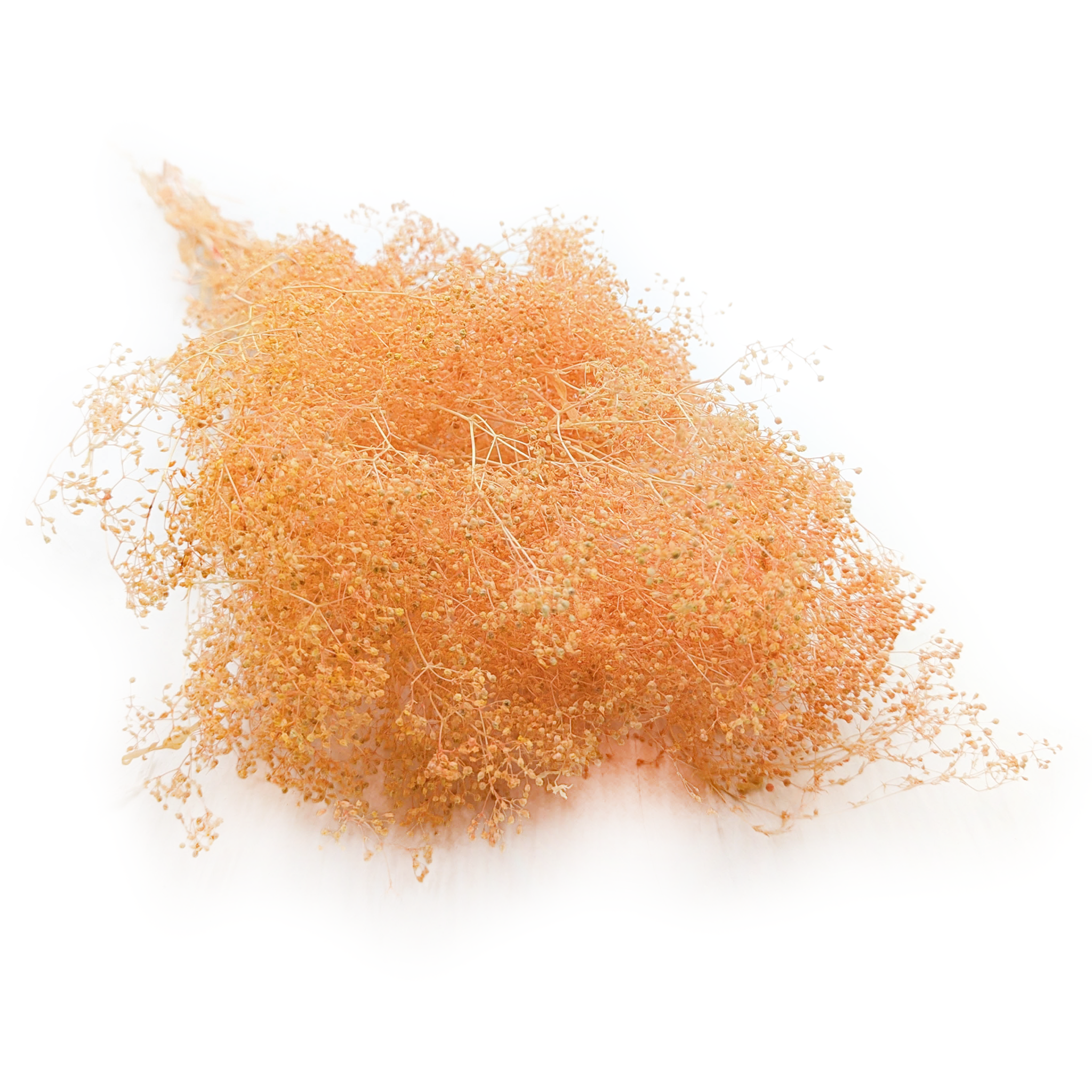 Kleines Shleierkraut Stabilisiertes - (Gypsophila) - Pfirsich