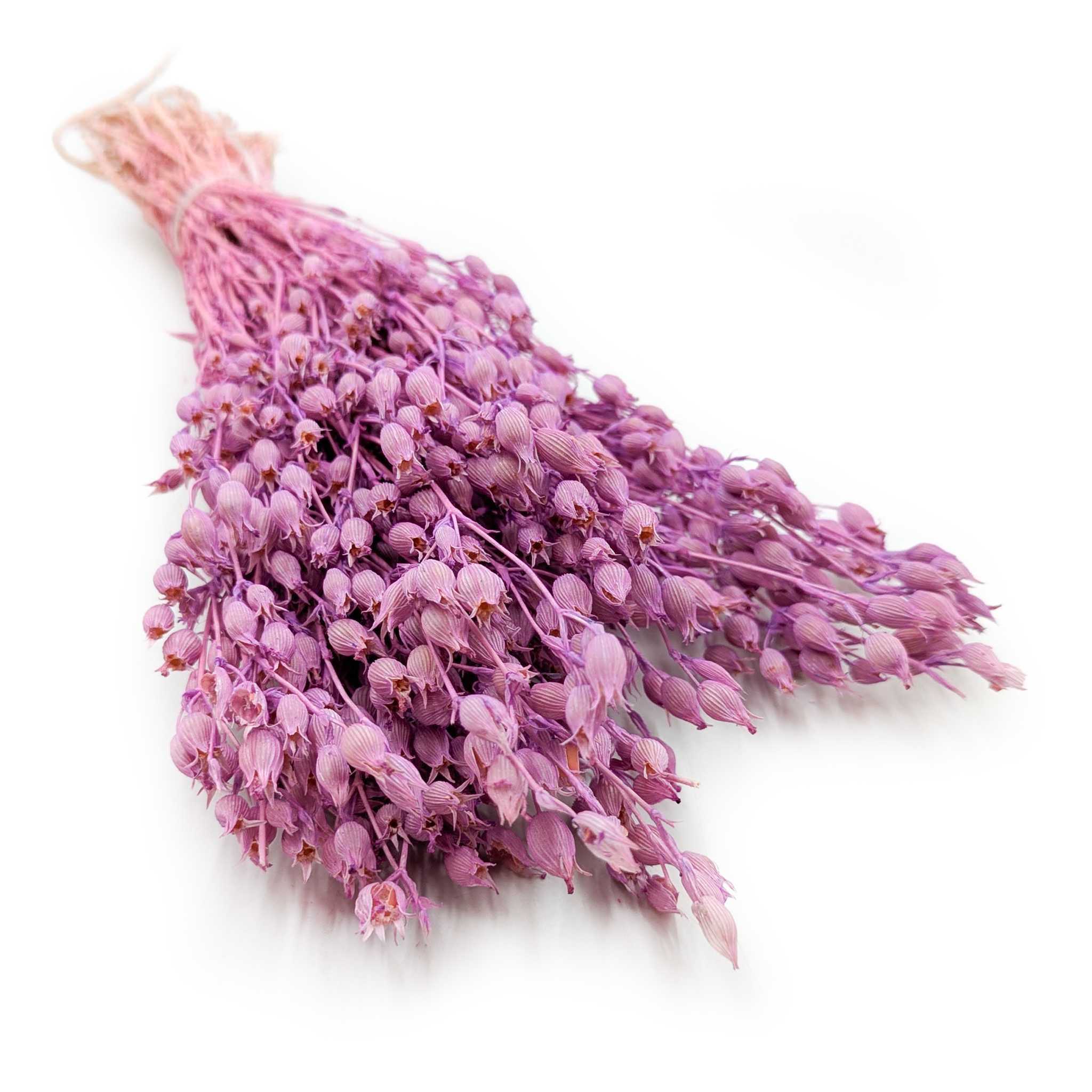 Aufgeblasenes Leimkraut - (Silene) - Lila