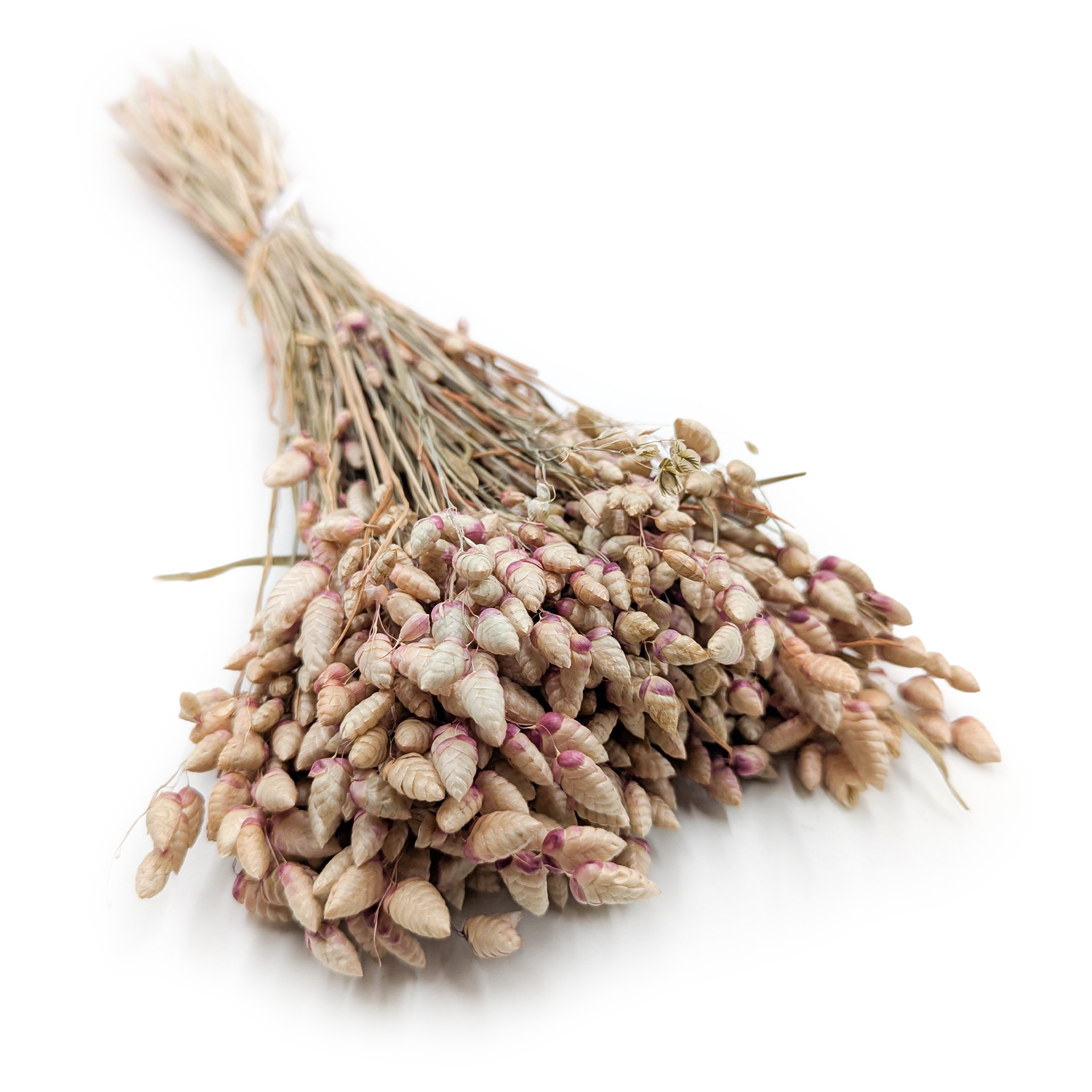 Getrocknetes Zittergras – (Briza Maxima) – Natur mit Rosa Akzent