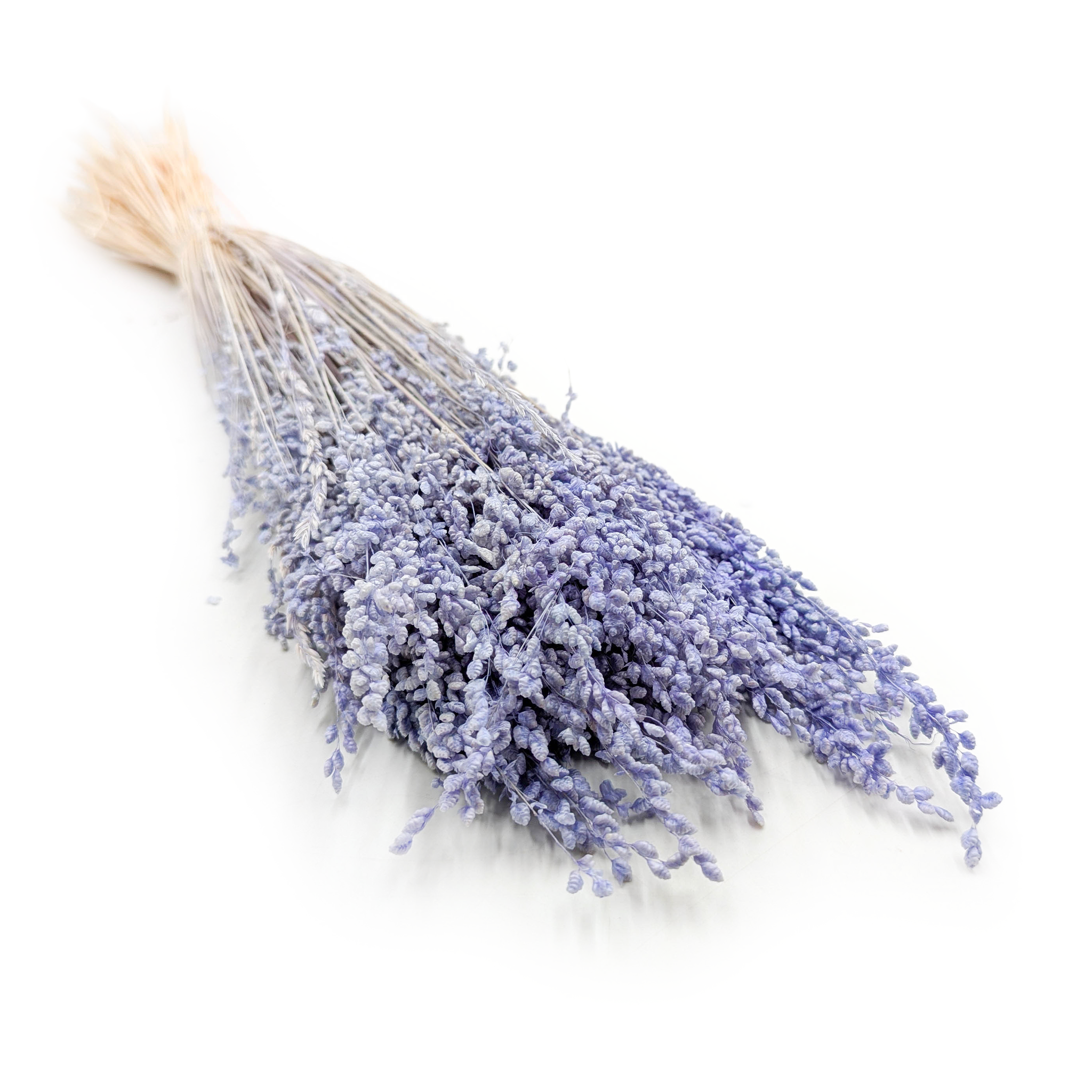 Getrocknete Mini-Zittergras – Briza minima – Lavendel
