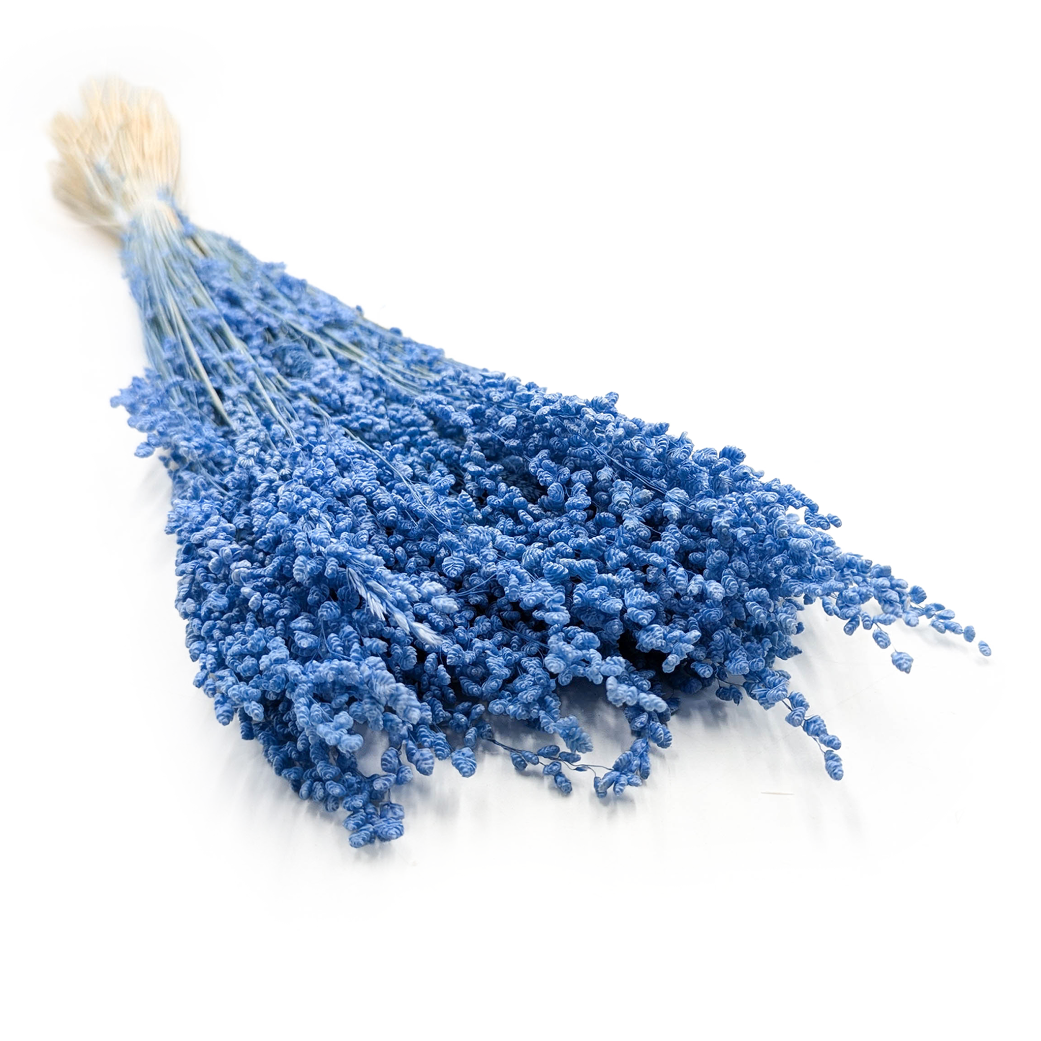 Getrocknete Mini-Zittergras – Briza minima – Blau