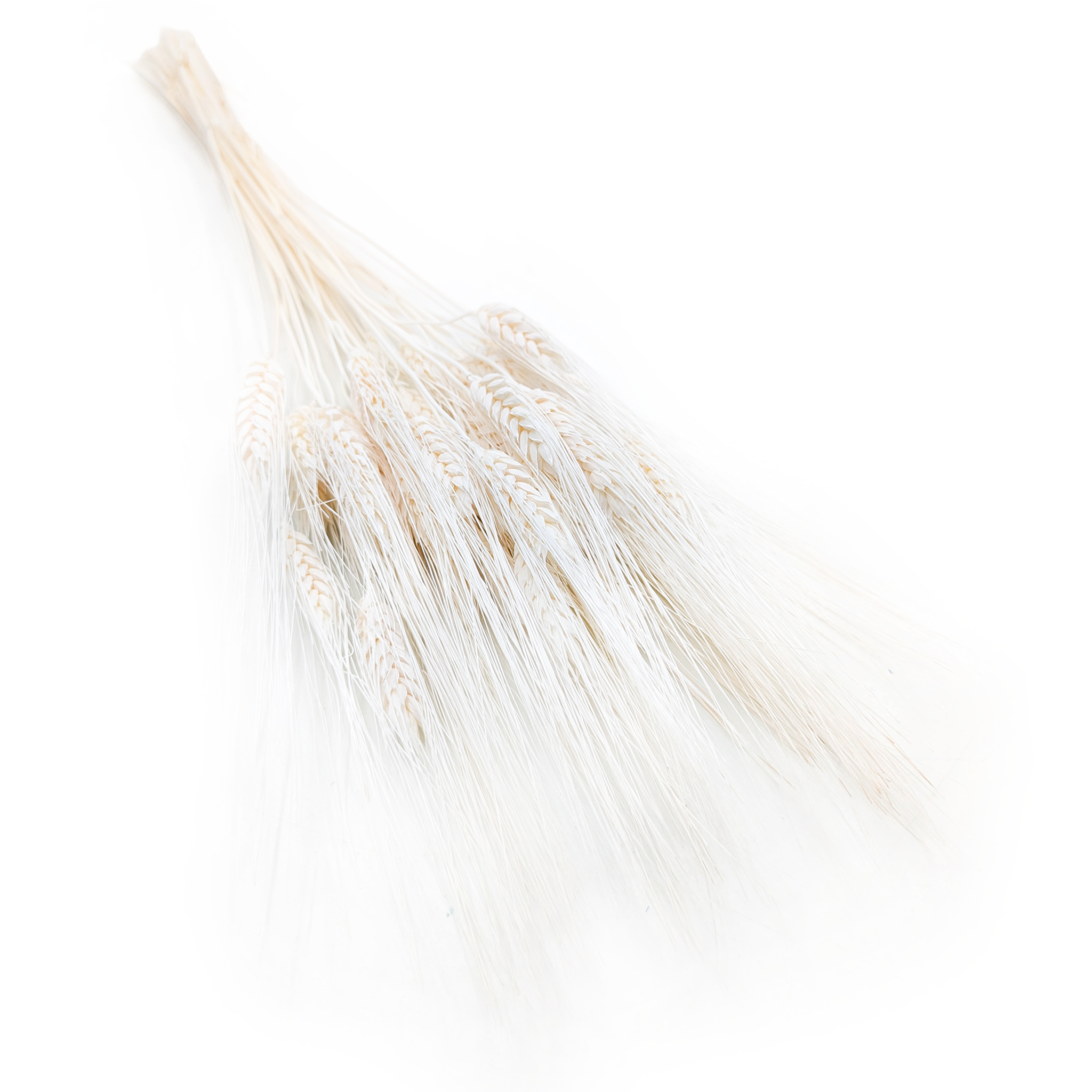Triticale Getrocknete - EXTRA Gebleicht
