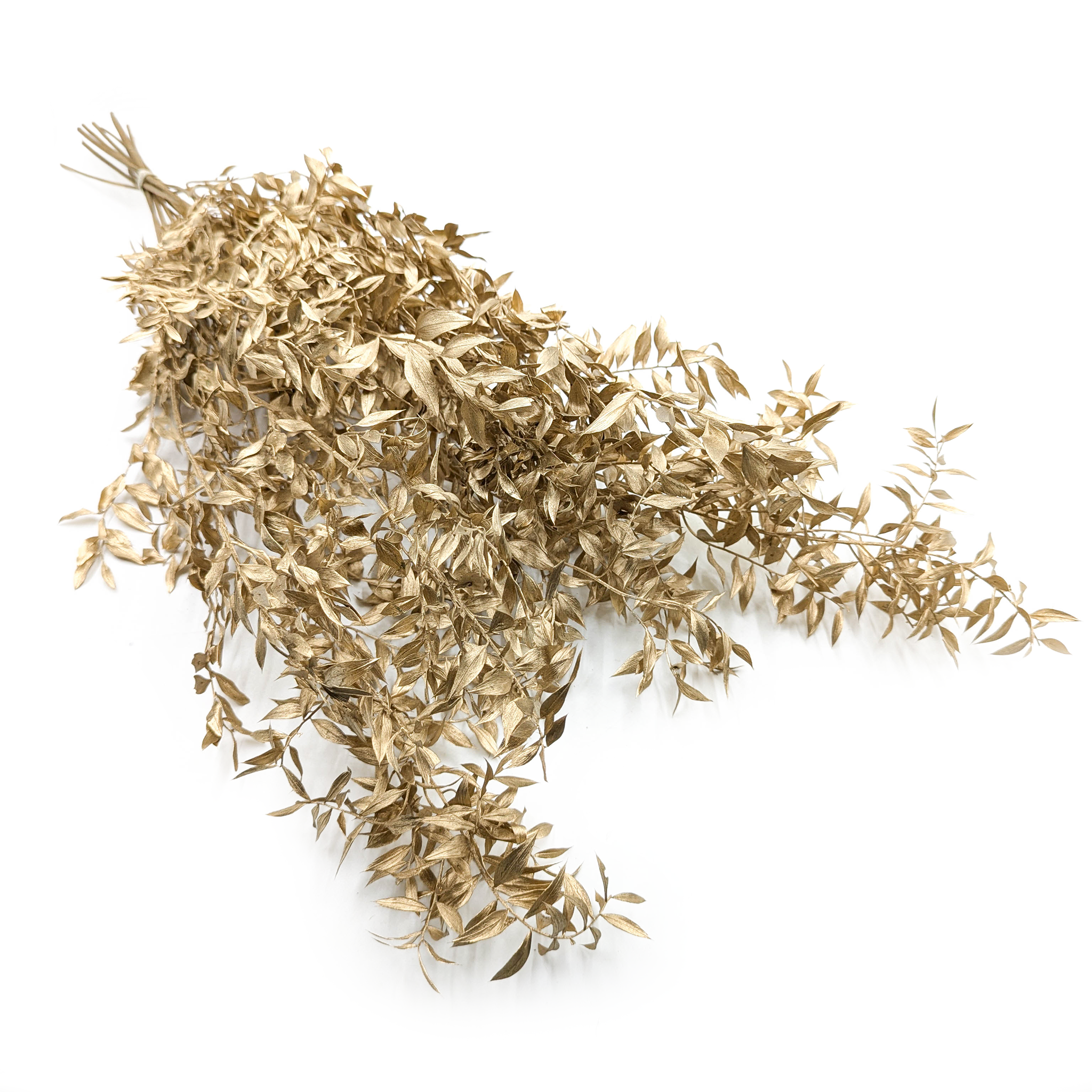 Getrockneter Ruskus – Gold
