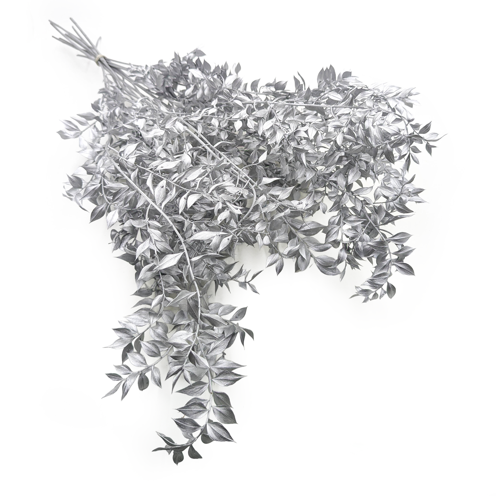 Getrockneter Ruskus – Silber