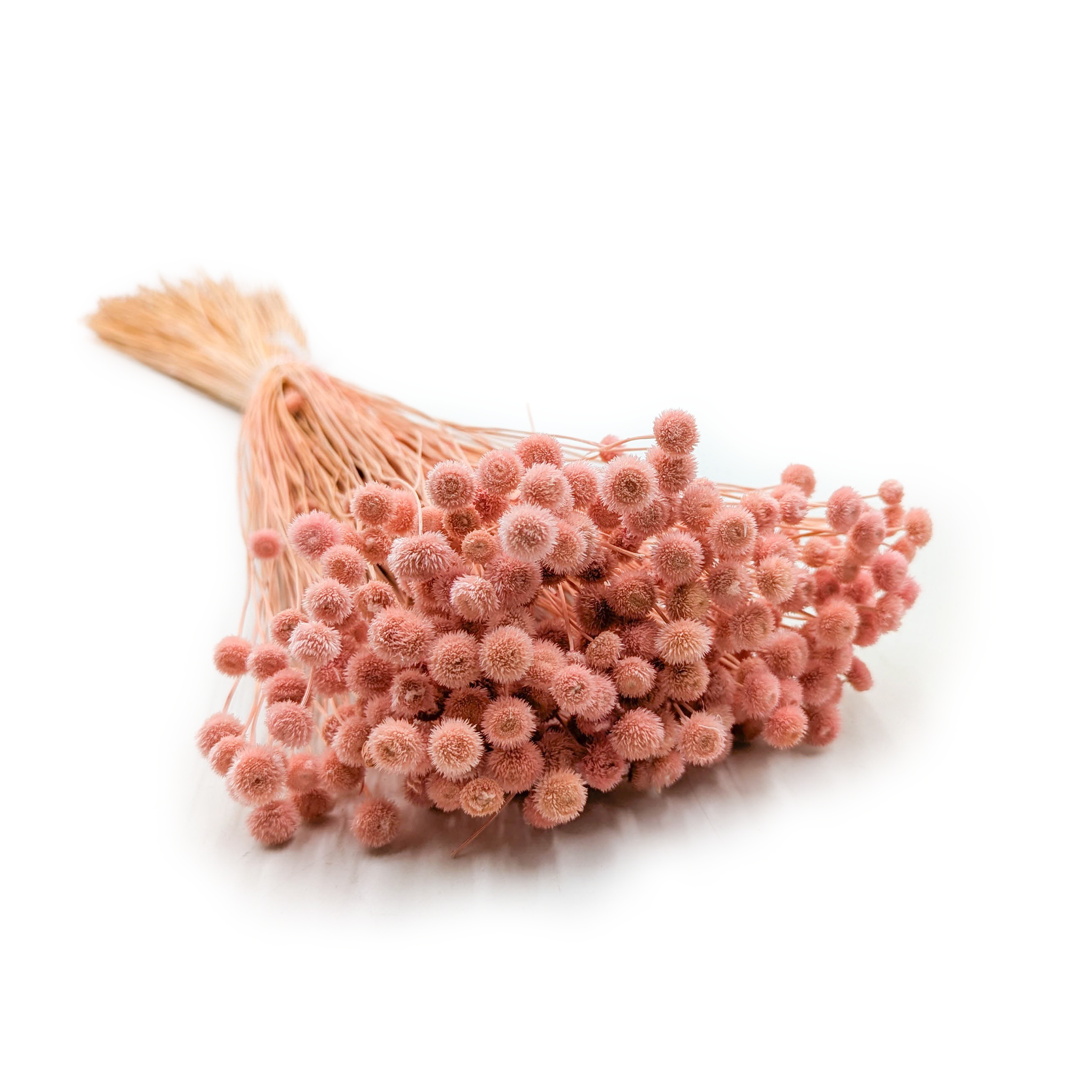 Botao Amarelino Getrocknete - (Amarelinho) - Rosa