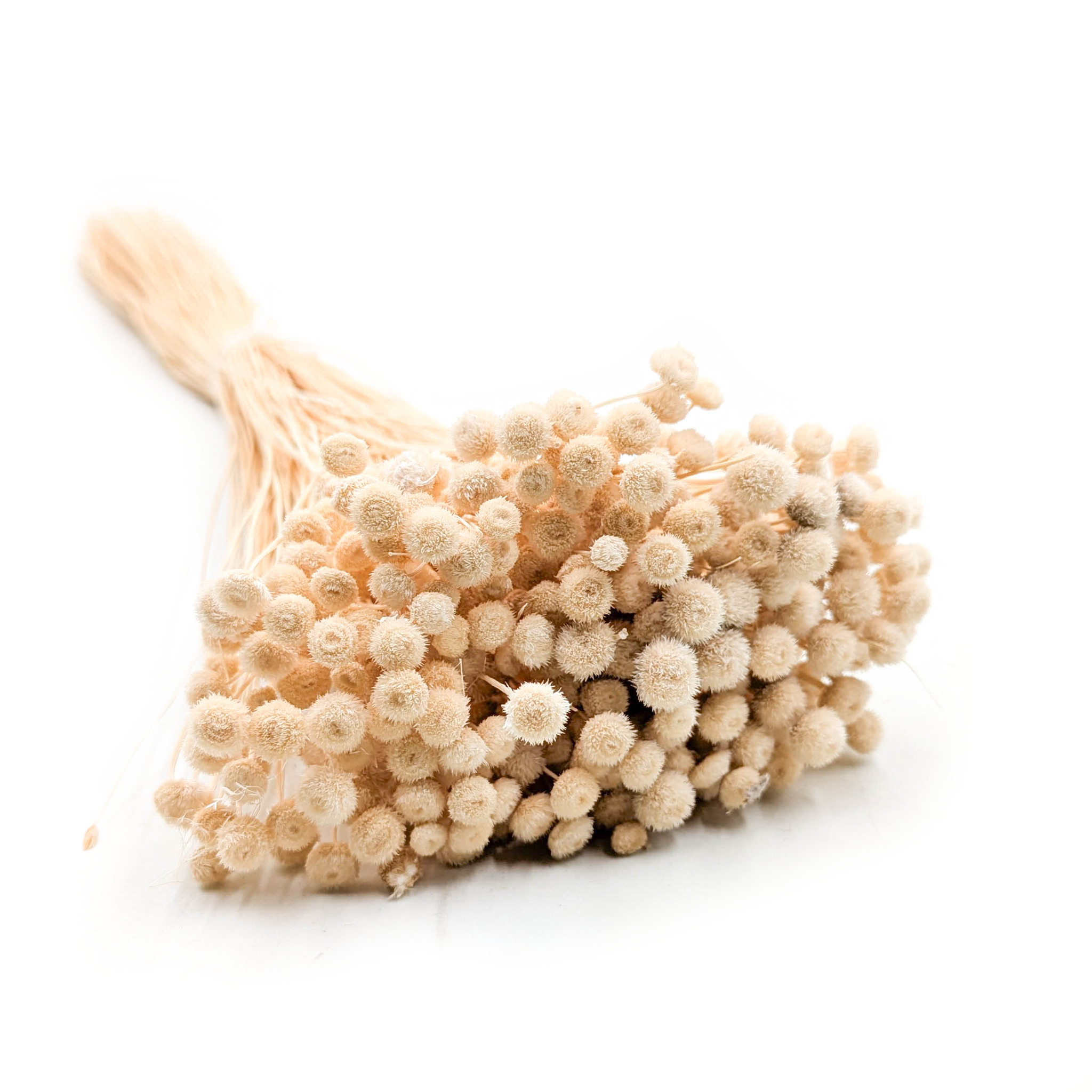 Botao Amarelino Getrocknete - (Amarelinho) - Beige