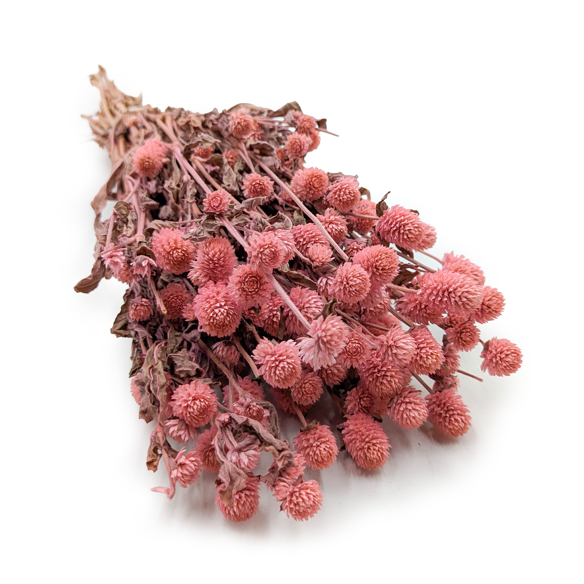 Kugelamaranth Getrocknete - (Gomphrena Globosa) - Rosa