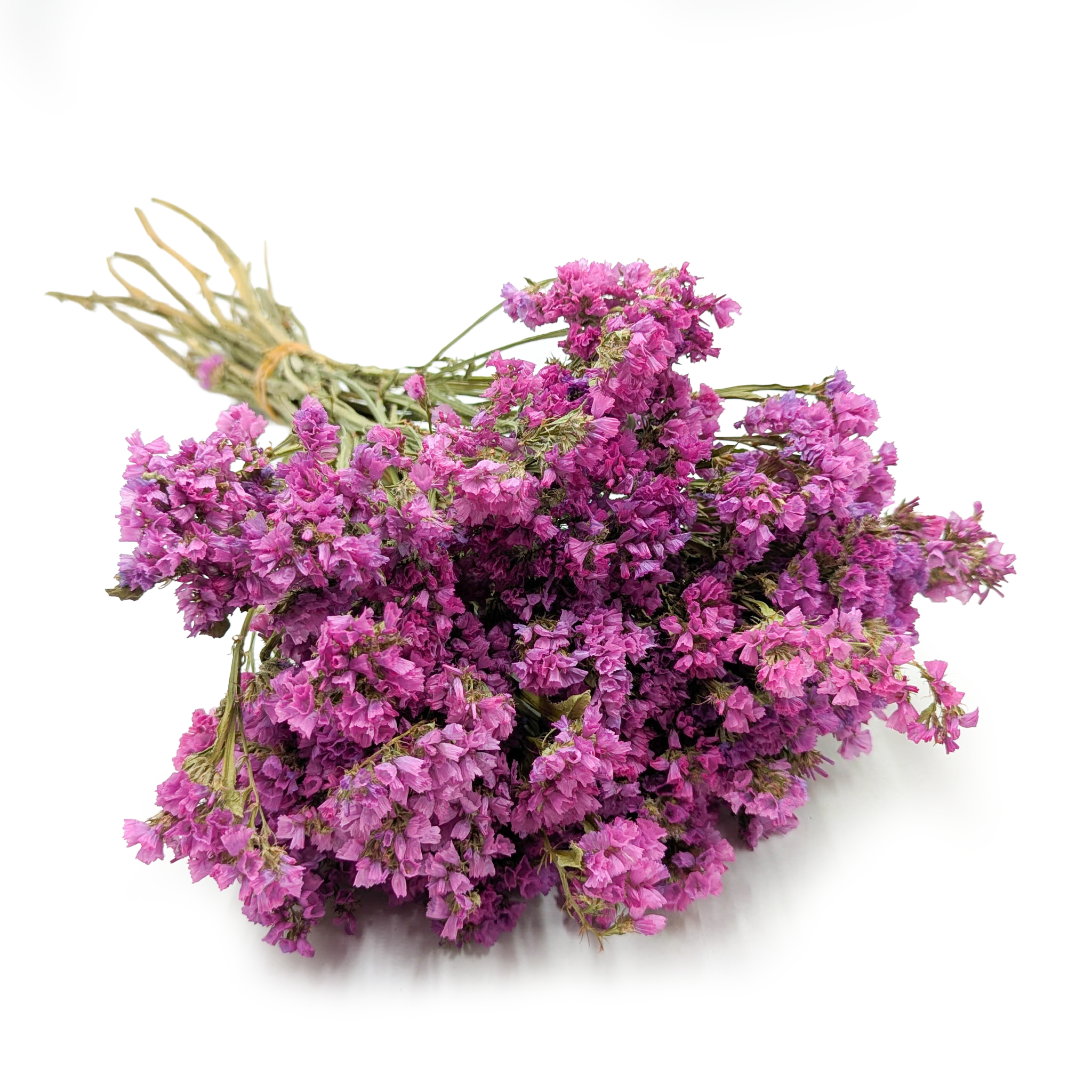 Geflügelter Strandflieder - Limonium sinuatum - Rosa