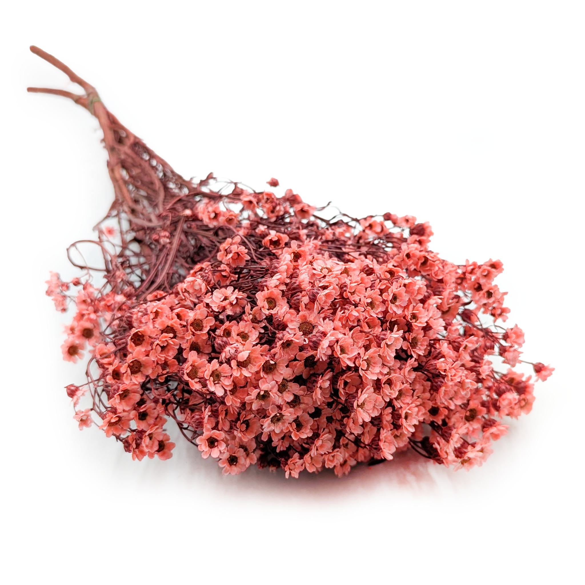 Oxodia - (Ixodia) - Lachsrosa