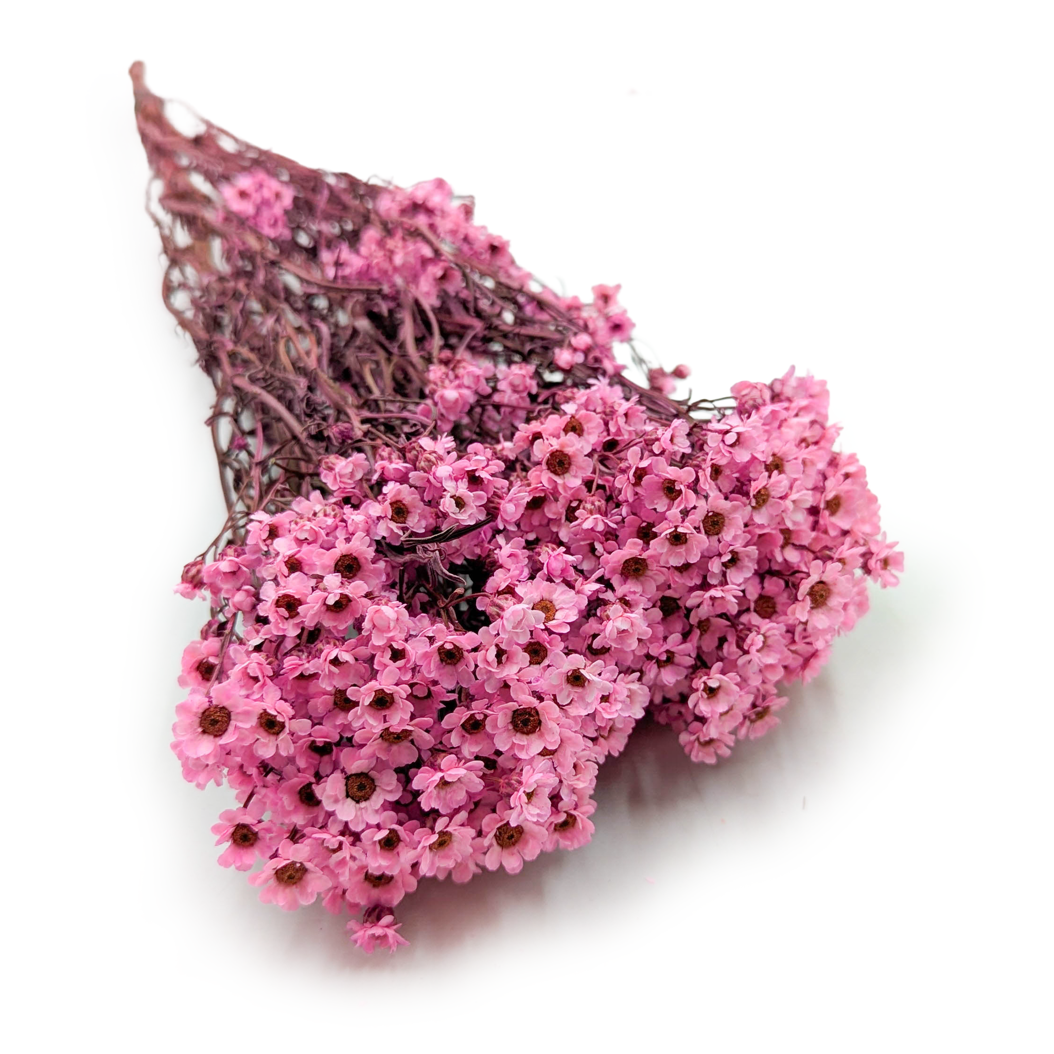 Oxodia - (Ixodia) - Rosa