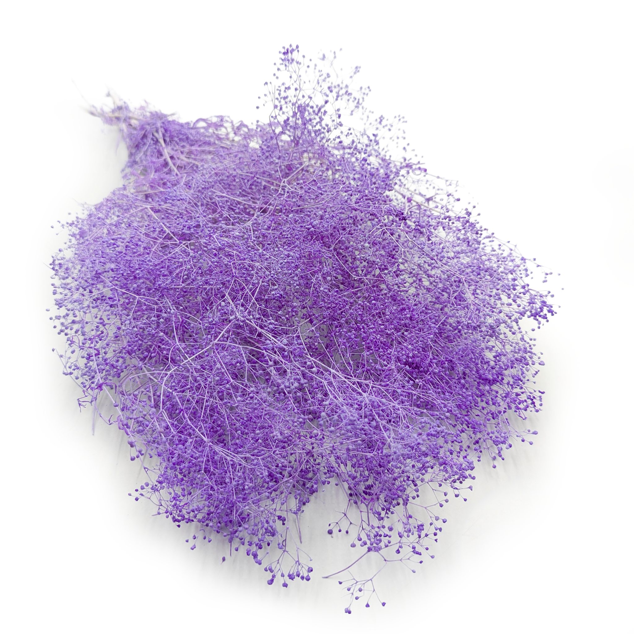 Kleines Shleierkraut Stabilisiertes - (Gypsophila) - Lila