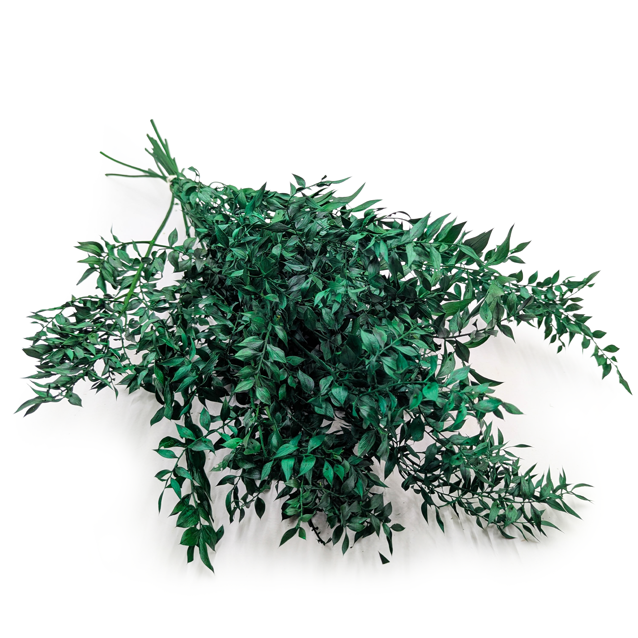 Getrockneter Ruscus – Grün