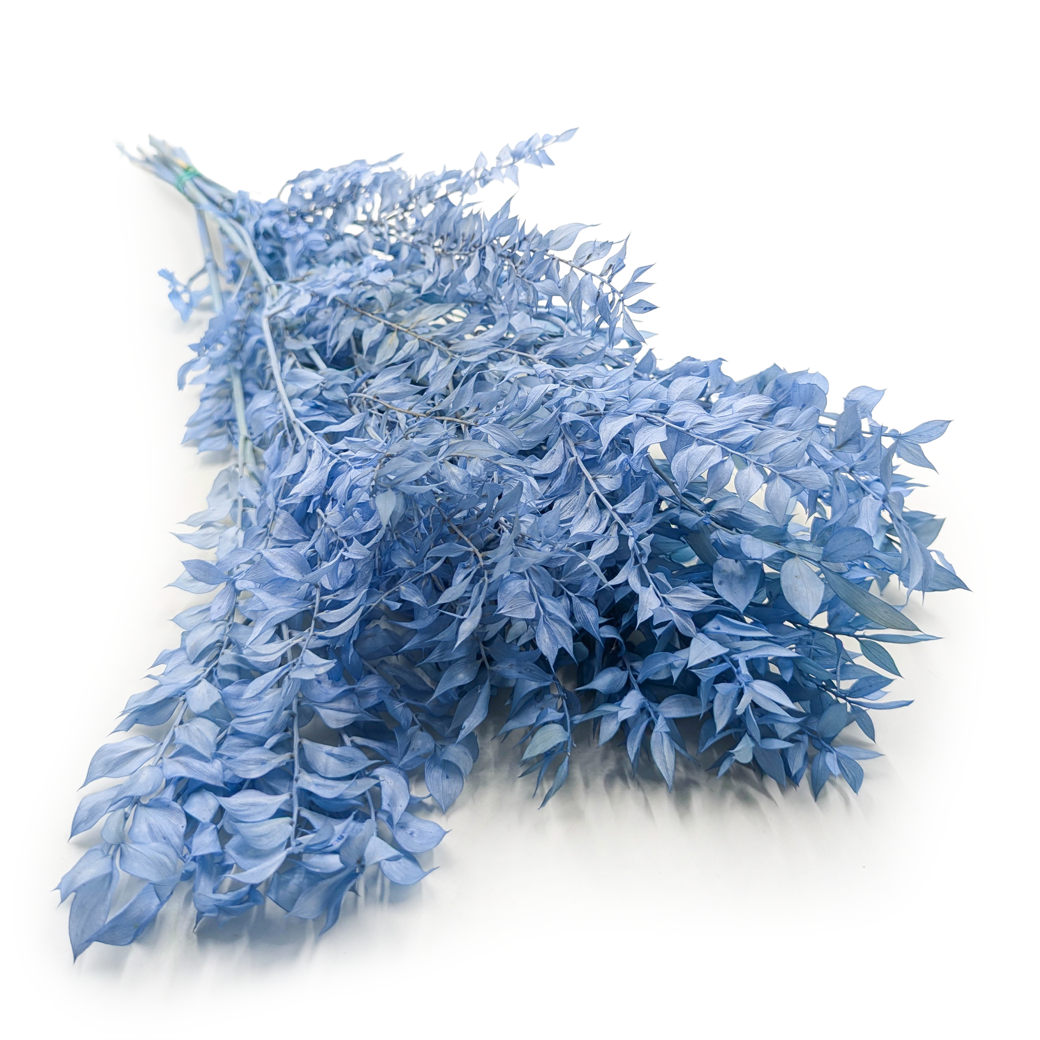 Ruscus Stabilisierte - (Ruscus) - Stahlblau