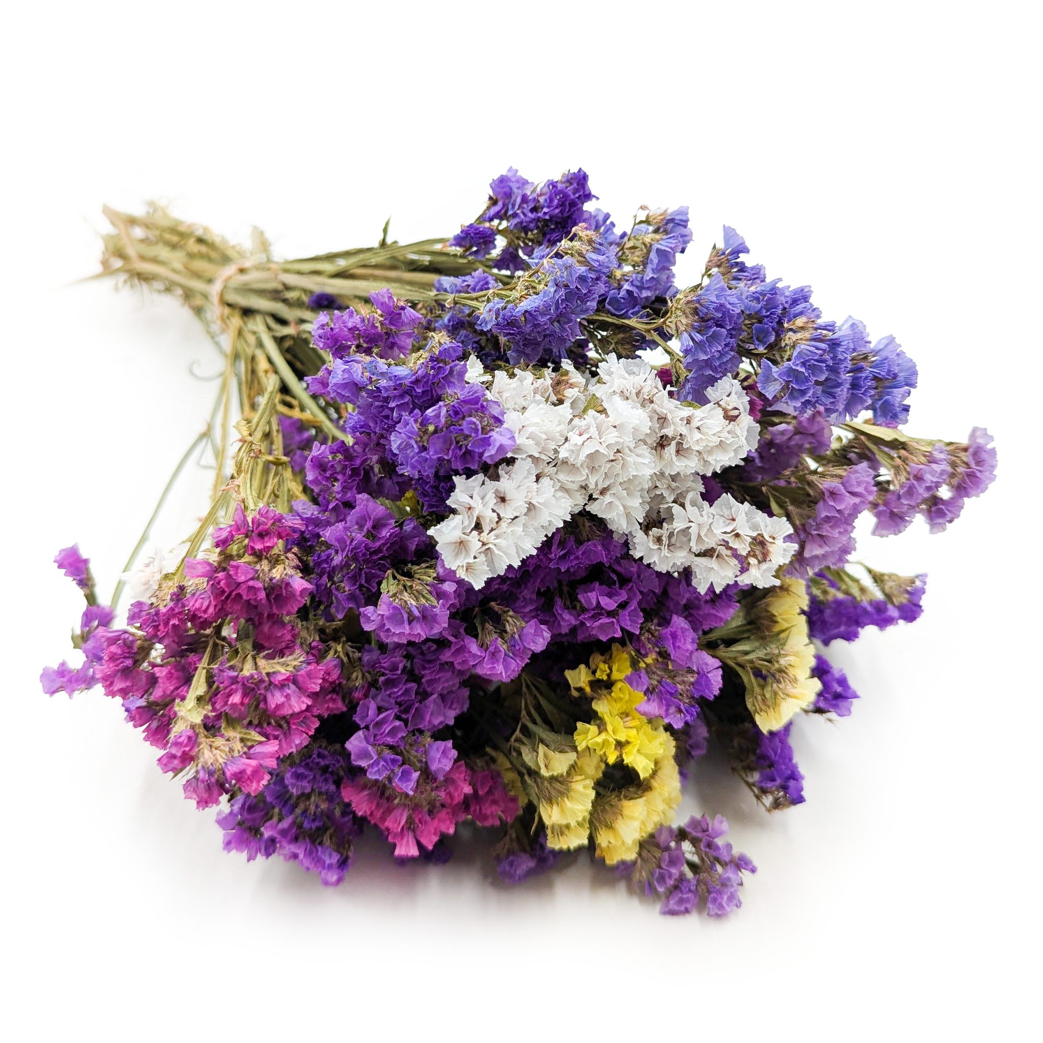 Geflügelter Strandflieder - (Limonium sinuatum) - MIX