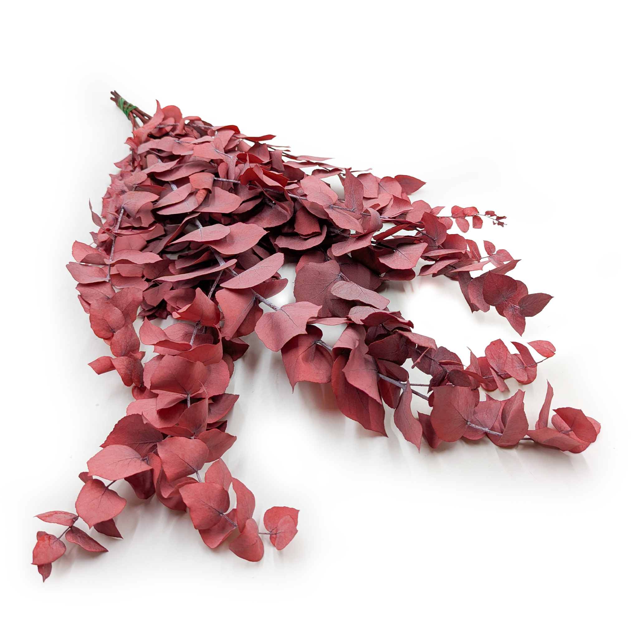 Stabilisierter Eukalyptus – Stuartiana – Rot