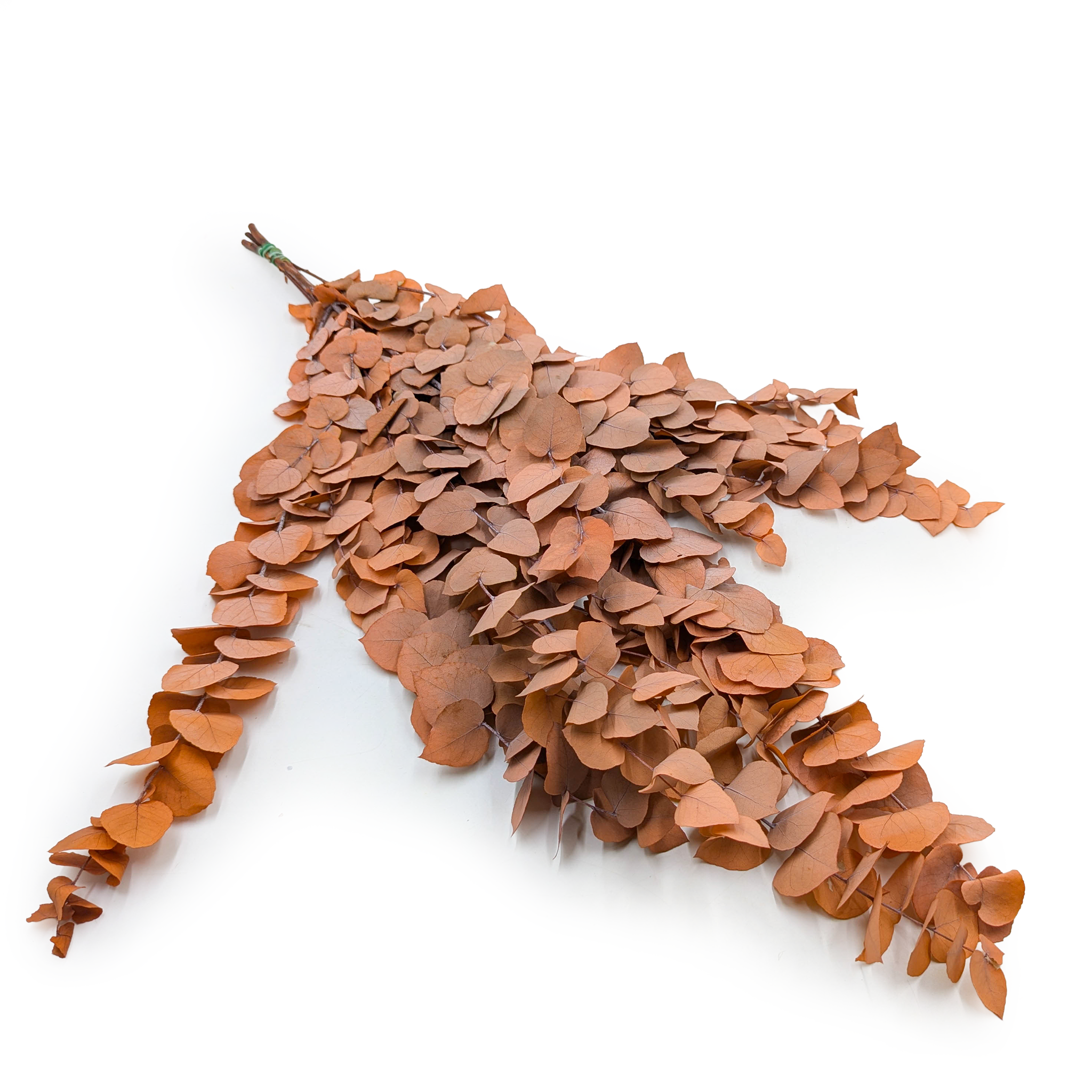 Stabilisierter Eukalyptus – Stuartiana – Orange