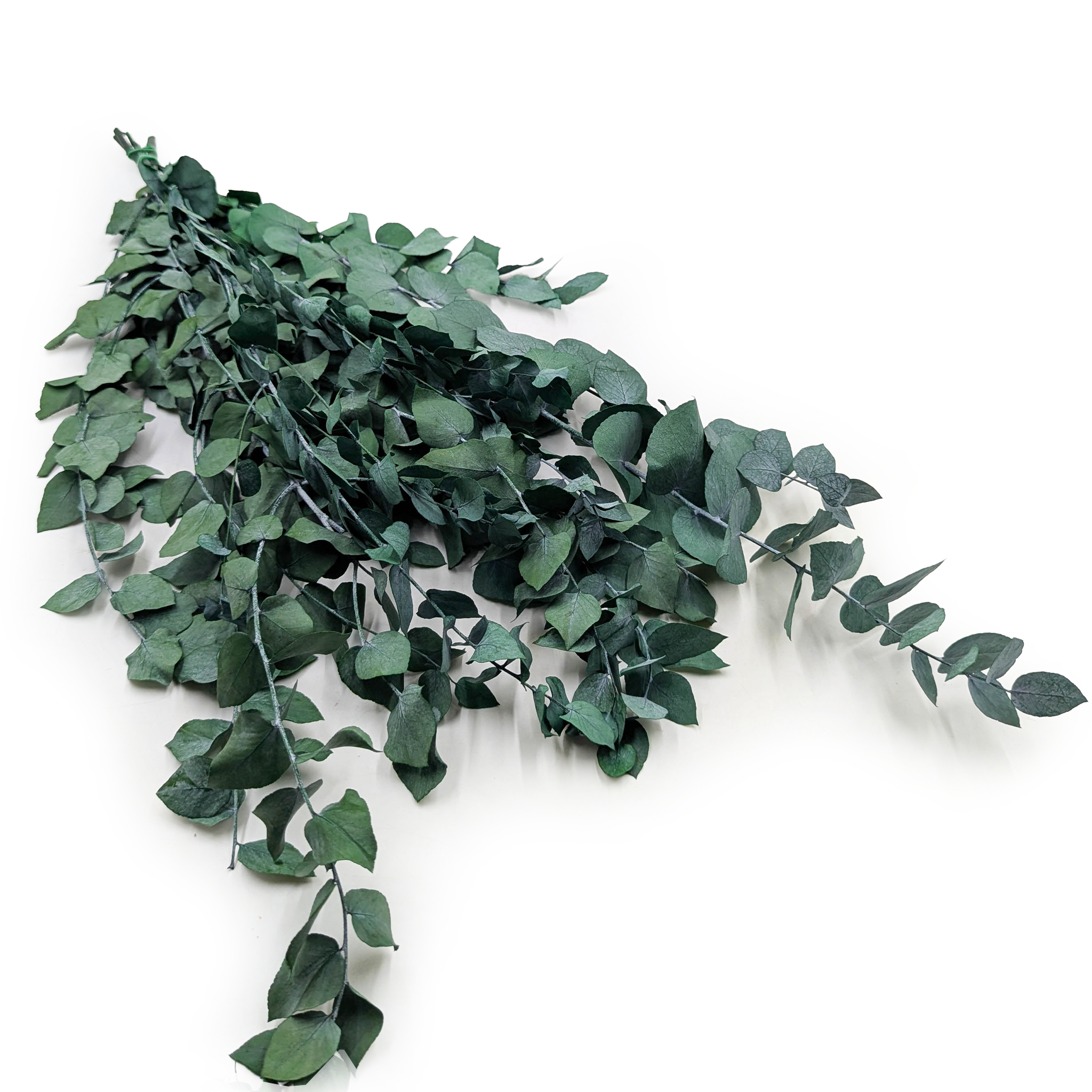 Stabilisierter Eukalyptus – Stuartiana – Grün