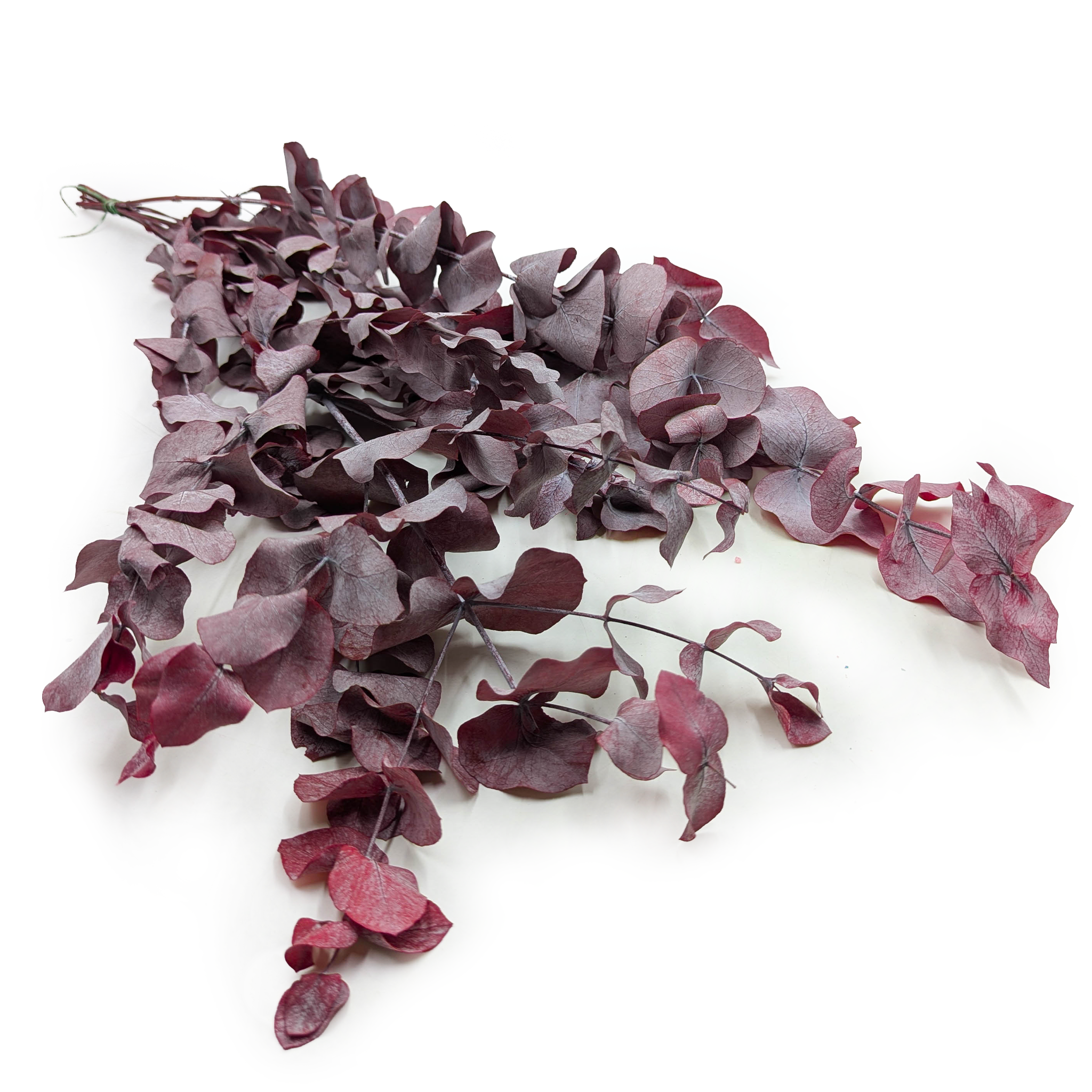 Stabilisierter Eukalyptus – Cinerea – Rot