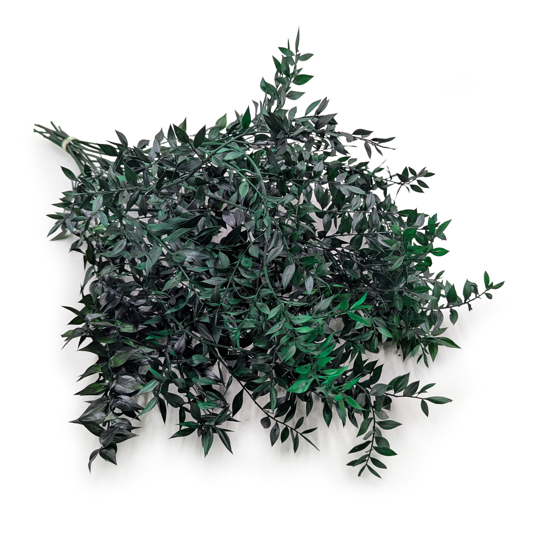 Ruscus Stabilisierte - (Ruscus) - Grün 