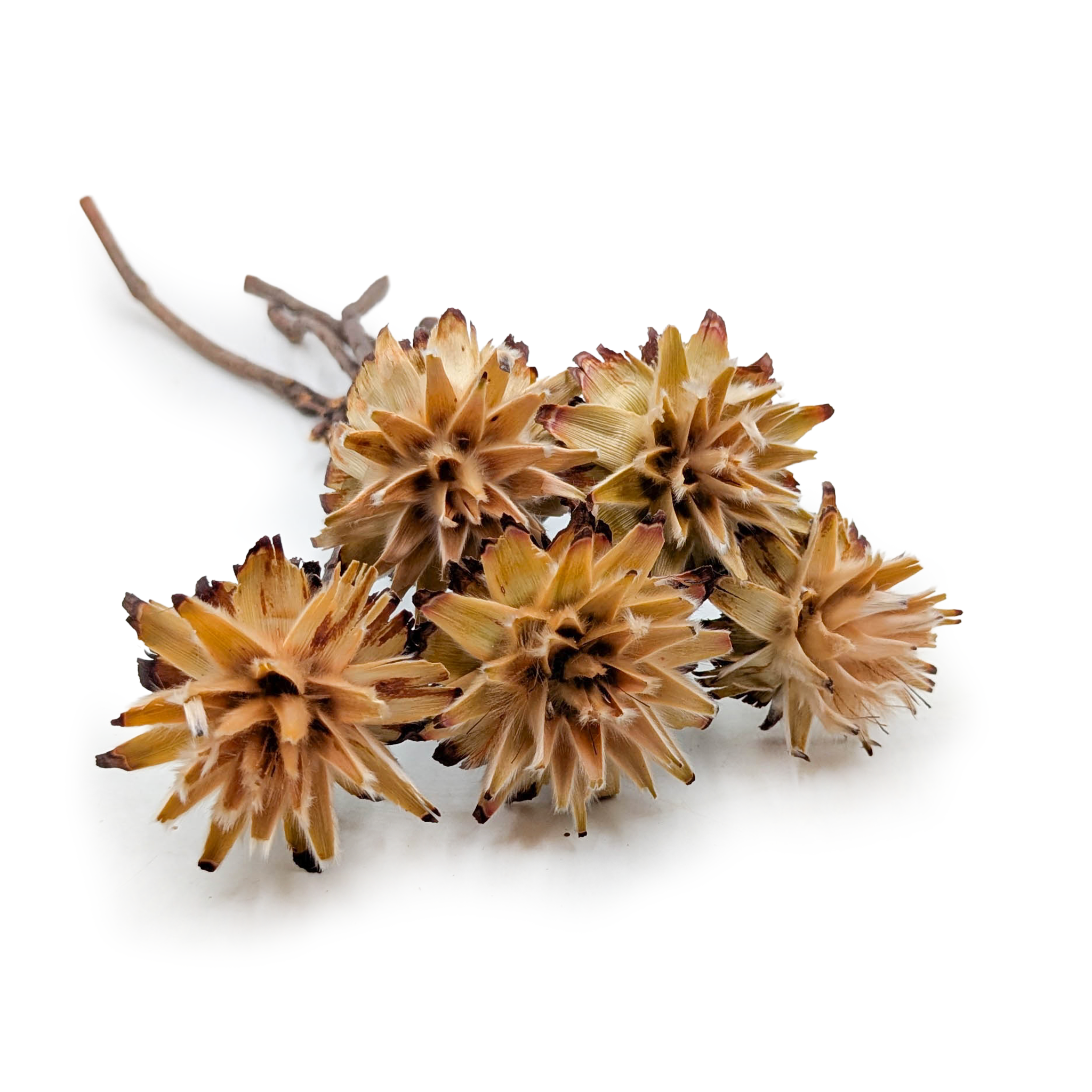Plumosum getrocknet – (Leucospermum plumosum) – Creme – 5 Stück